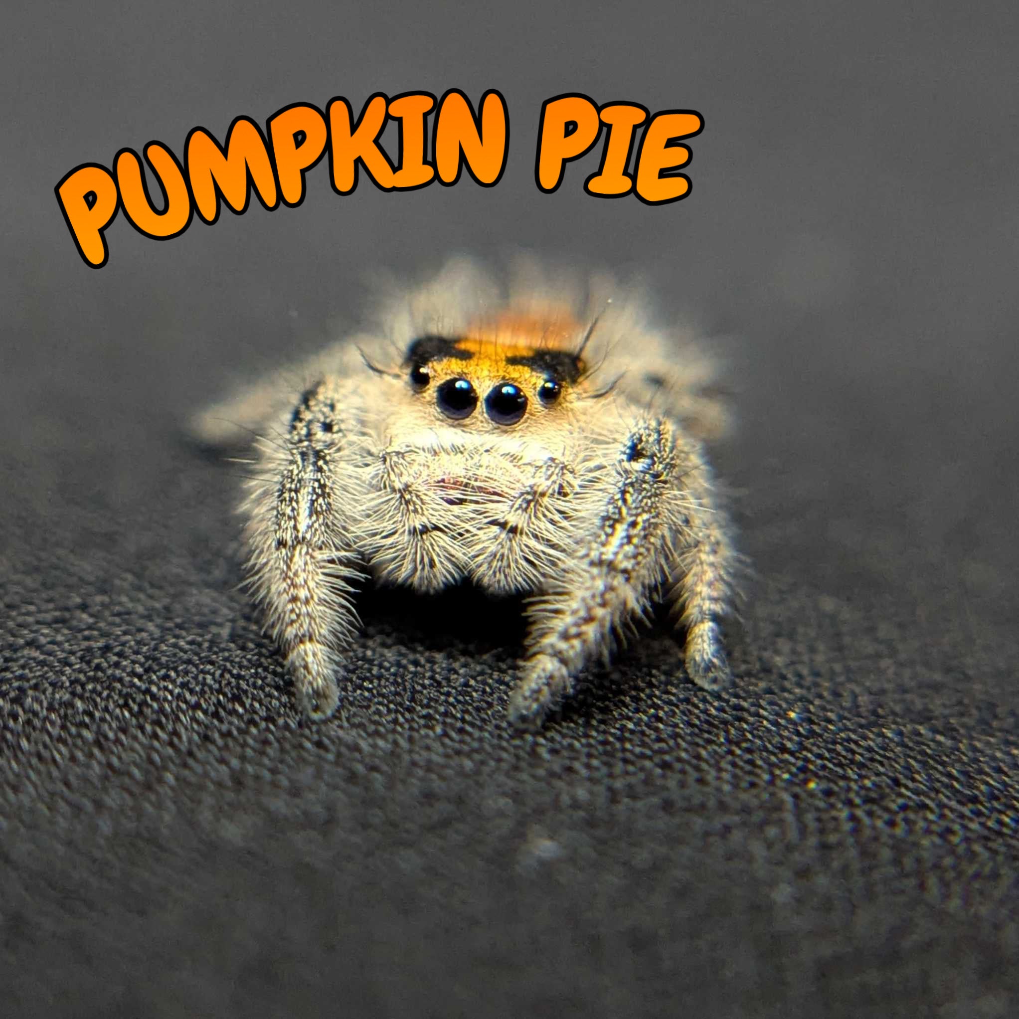 Regal Jumping Spider "Pumpkin Pie"