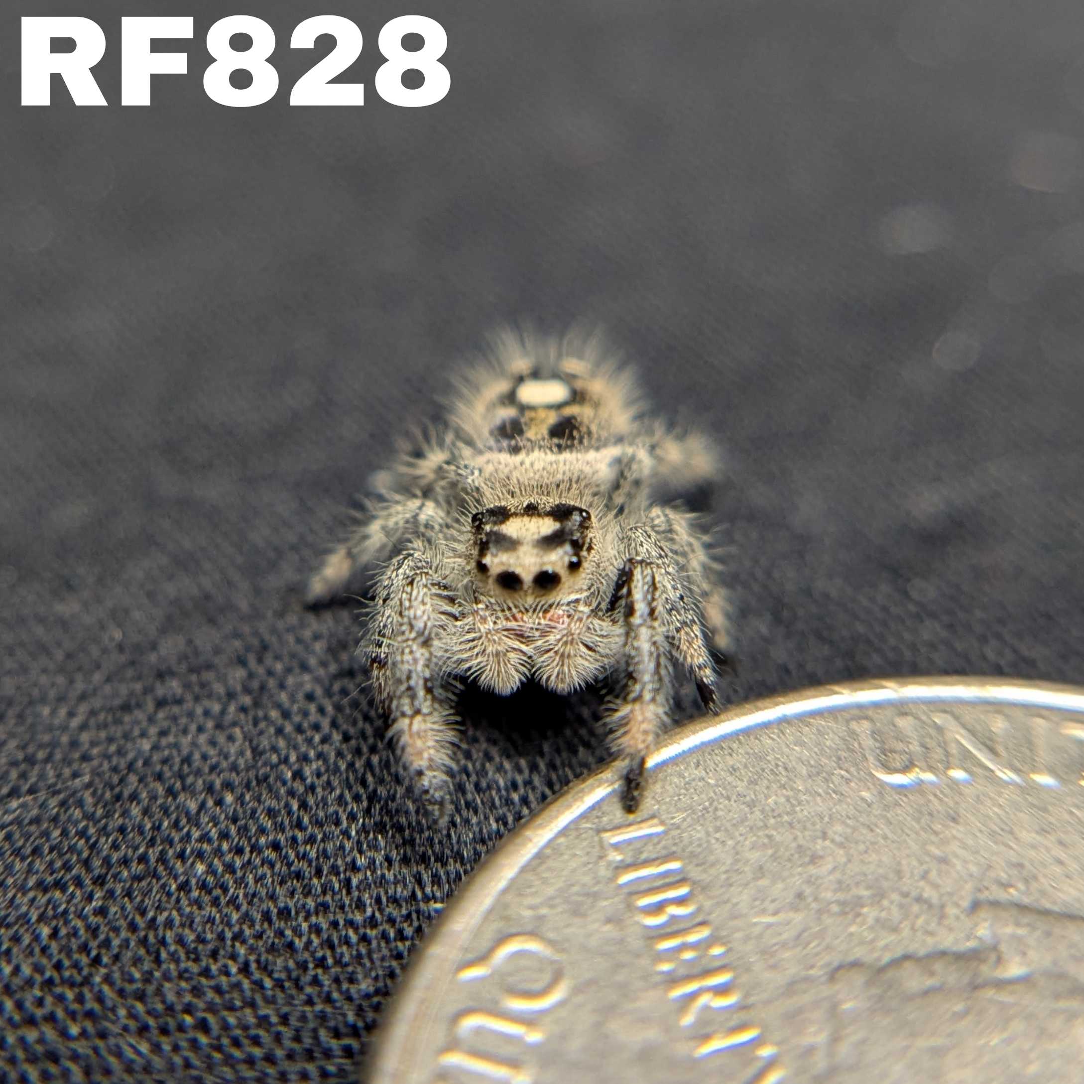 Regal Jumping Spider “Cake Batter”