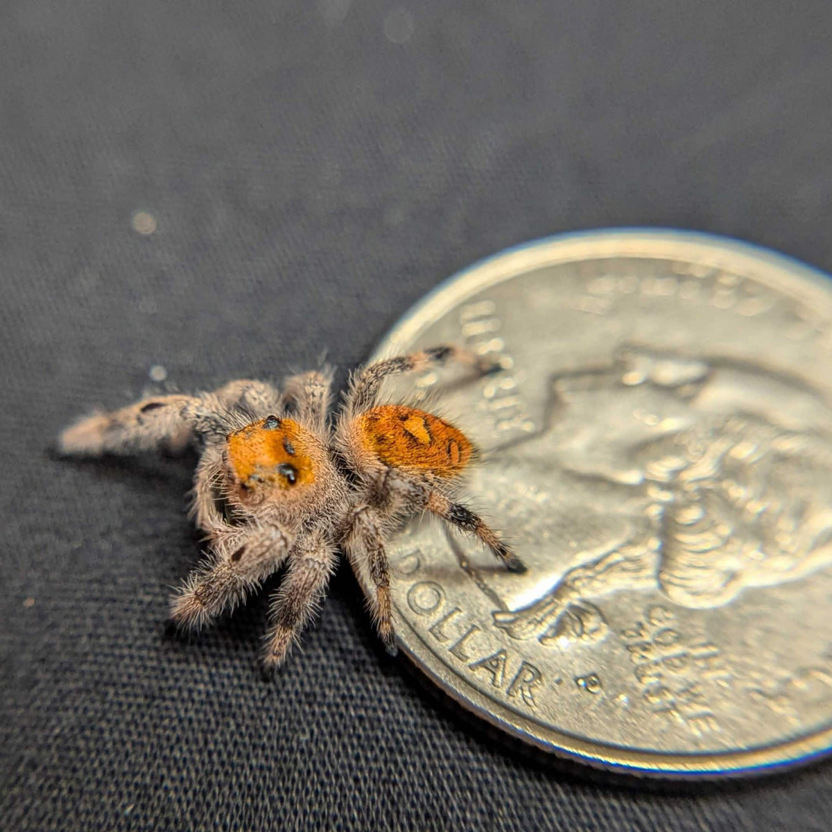 Regal Jumping Spider “Fuego”