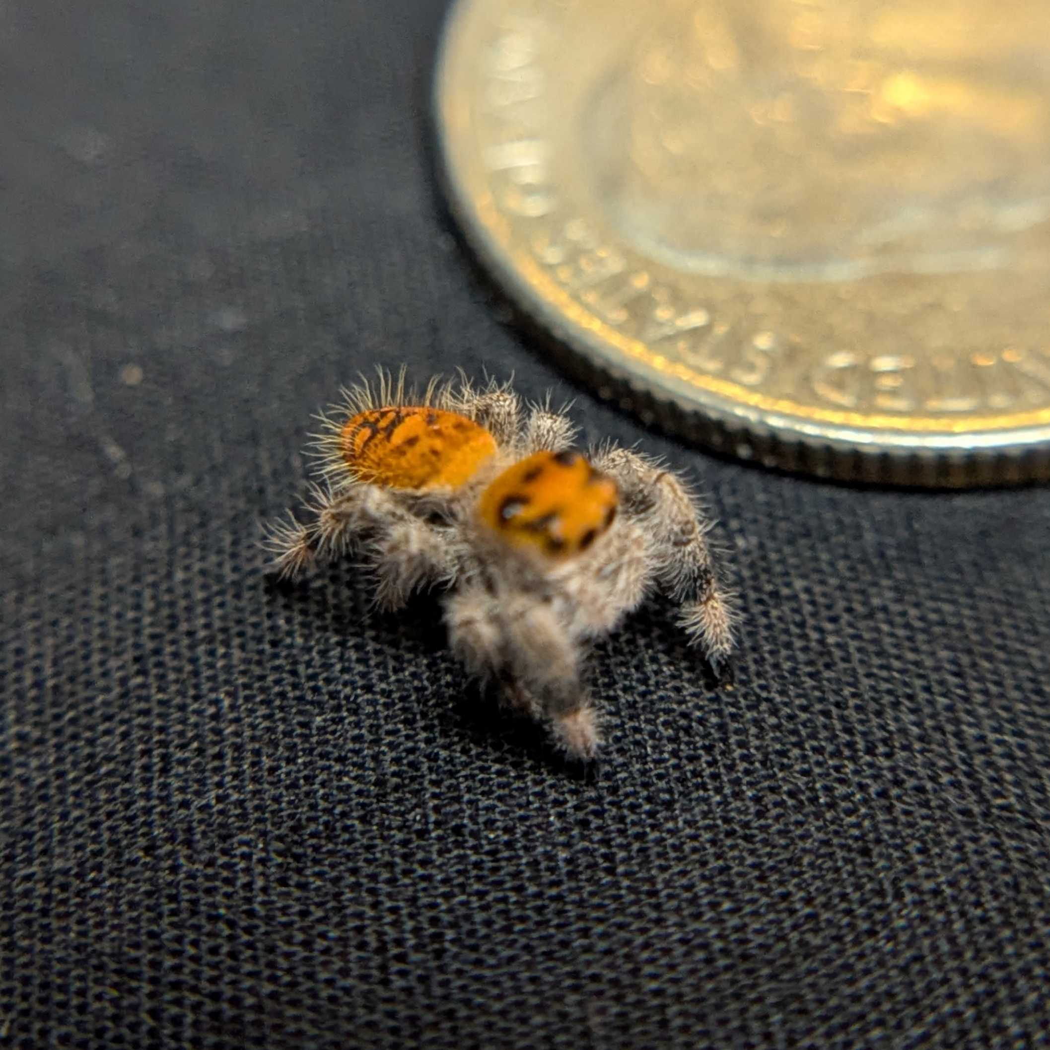 Regal Jumping Spider “Pyra”