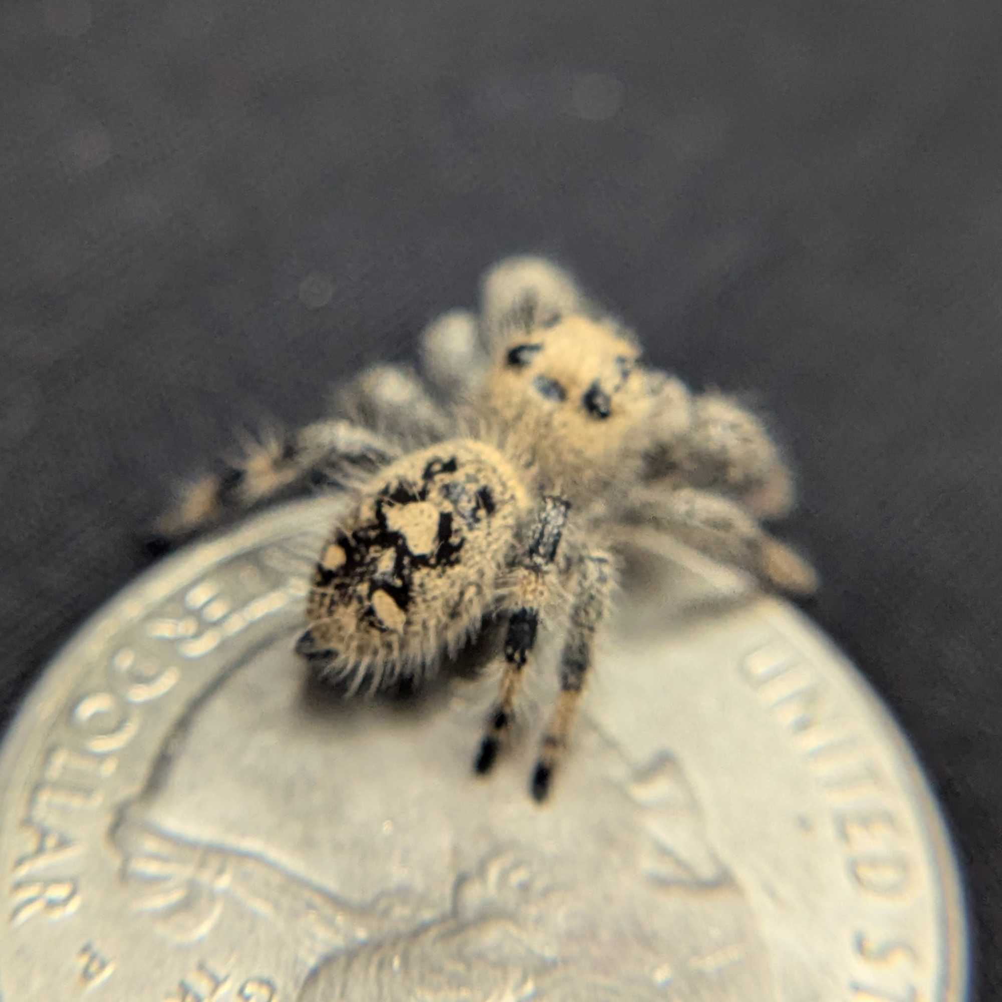 Regal Jumping Spider "Raspberry"