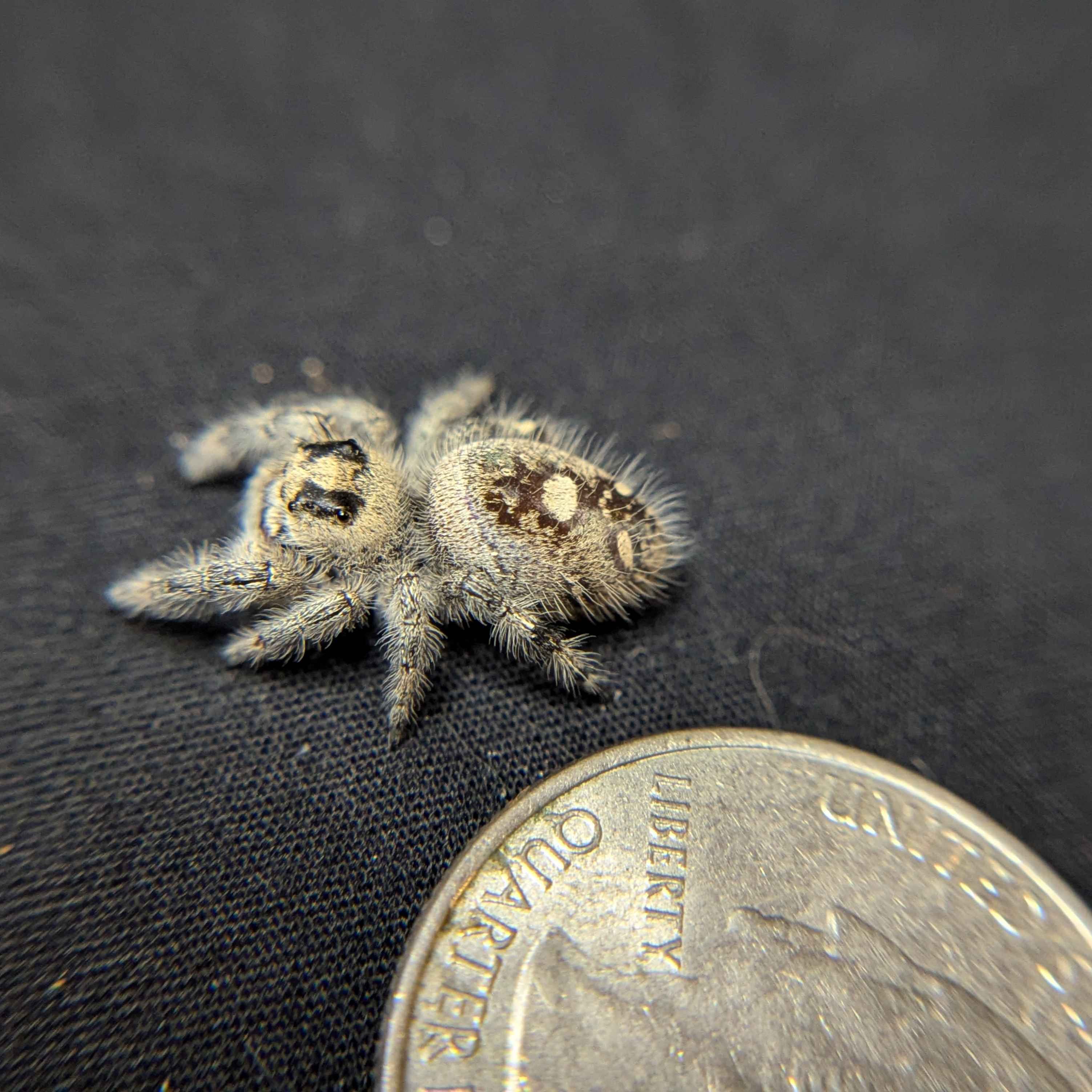 Regal Jumping Spider "Wildberry"
