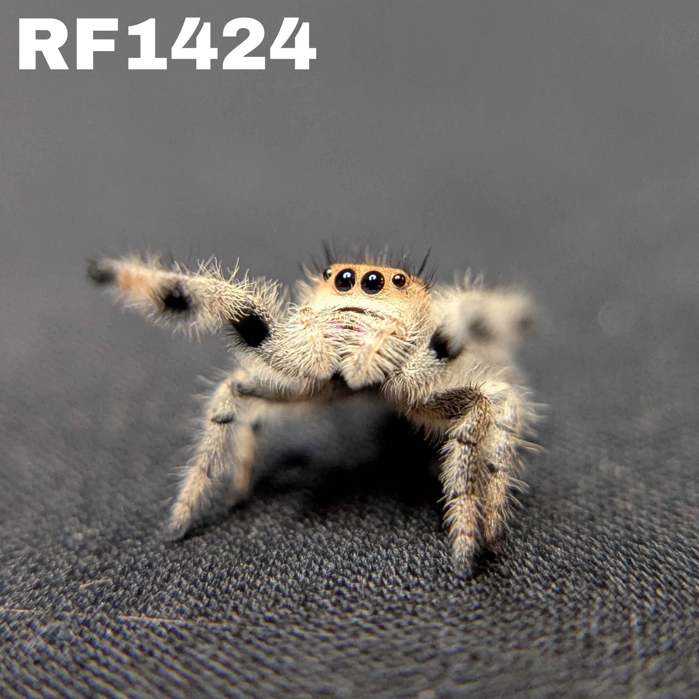 Regal Jumping Spider "Bubbles"