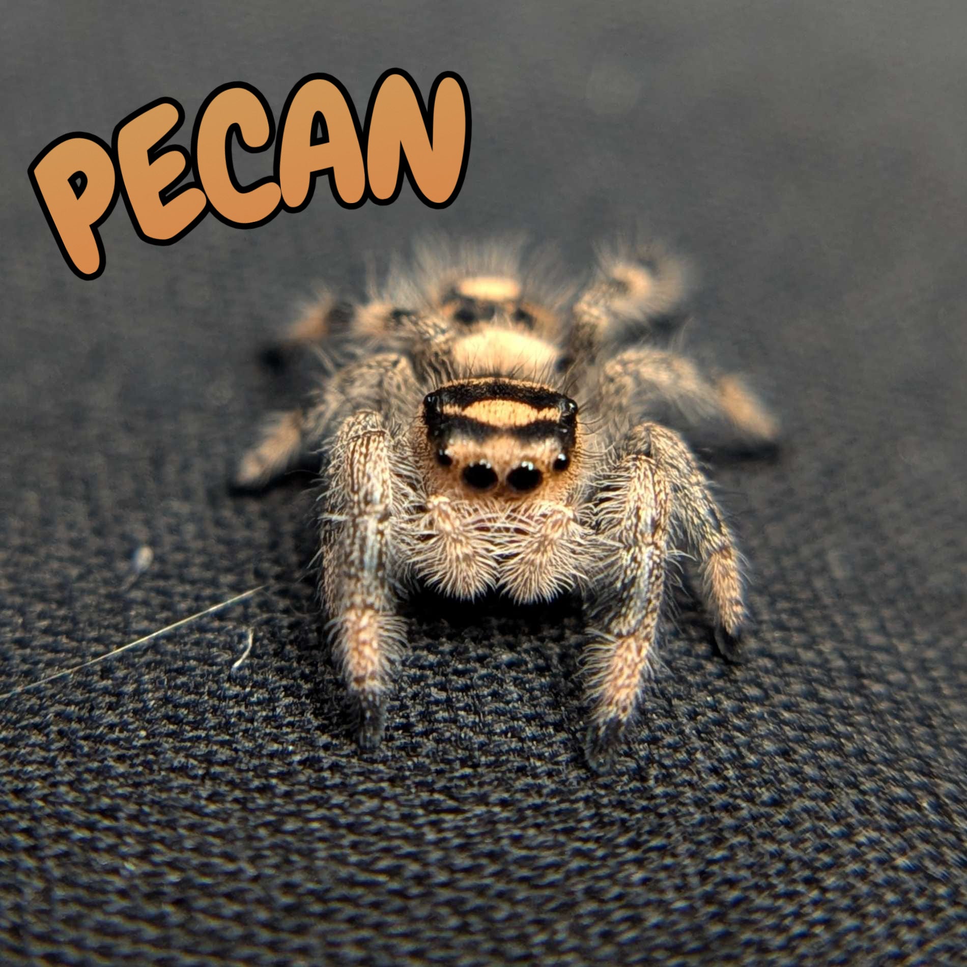 Regal Jumping Spider "Pecan"