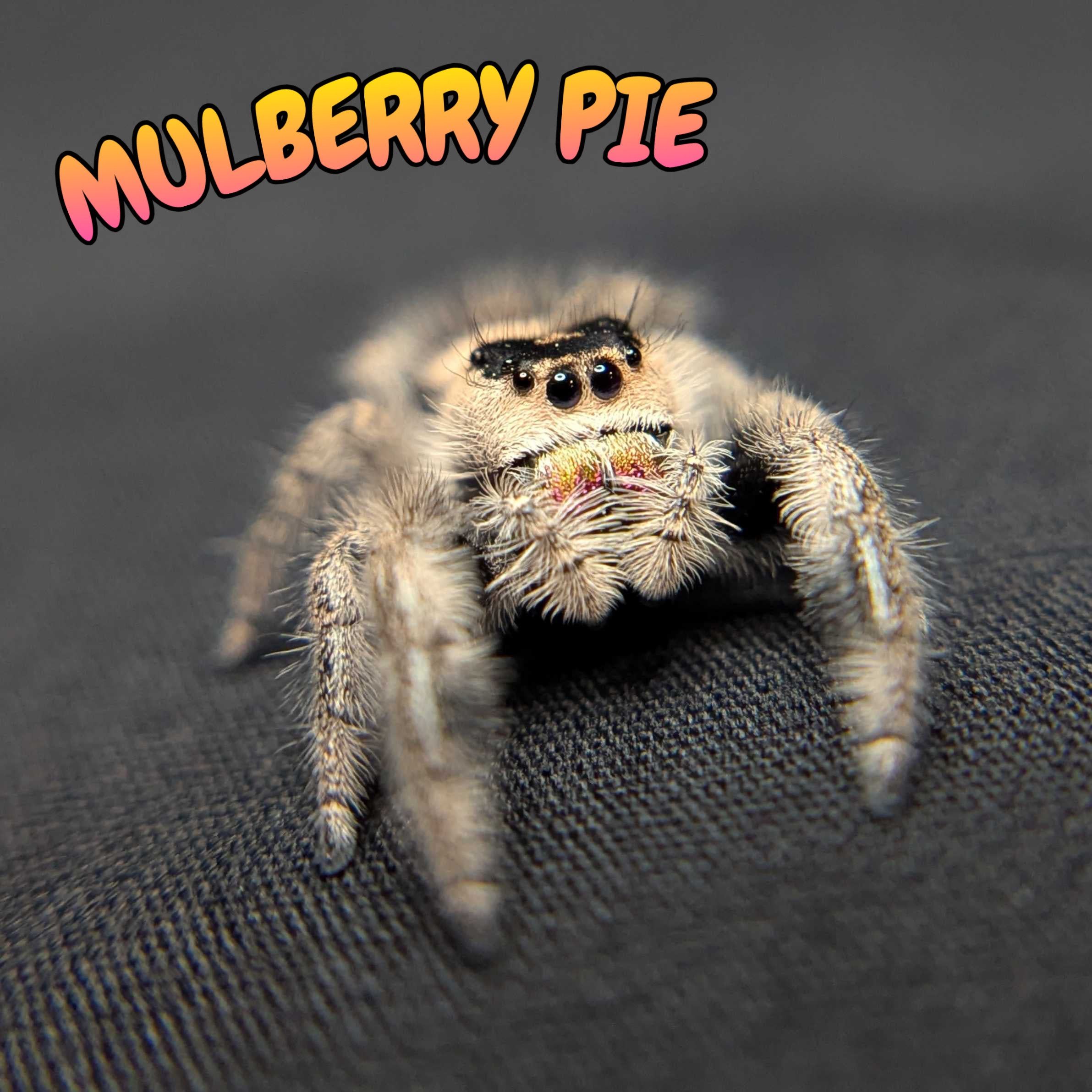 Regal Jumping Spider “Mulberry Pie”