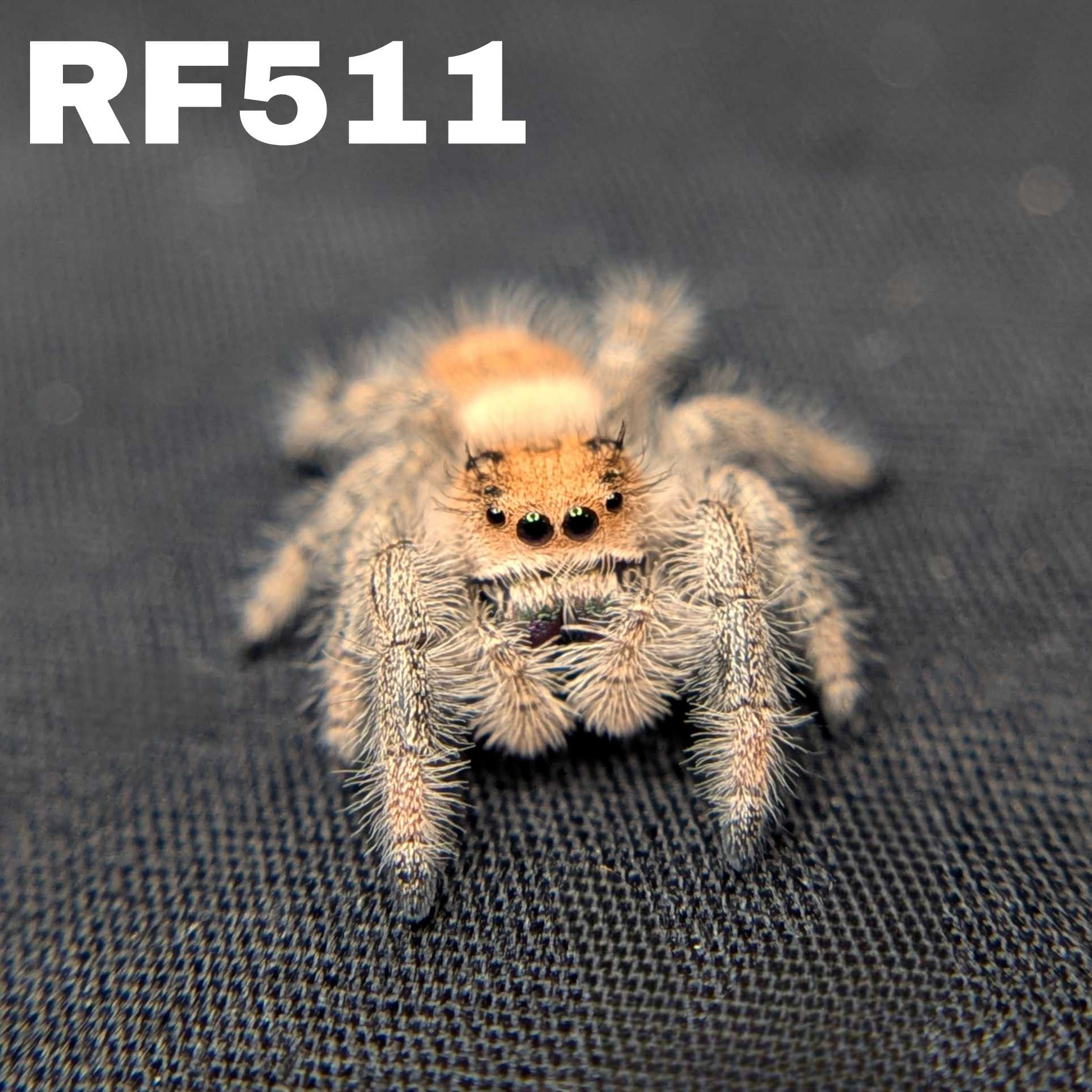 Regal Jumping Spider "Hippy"