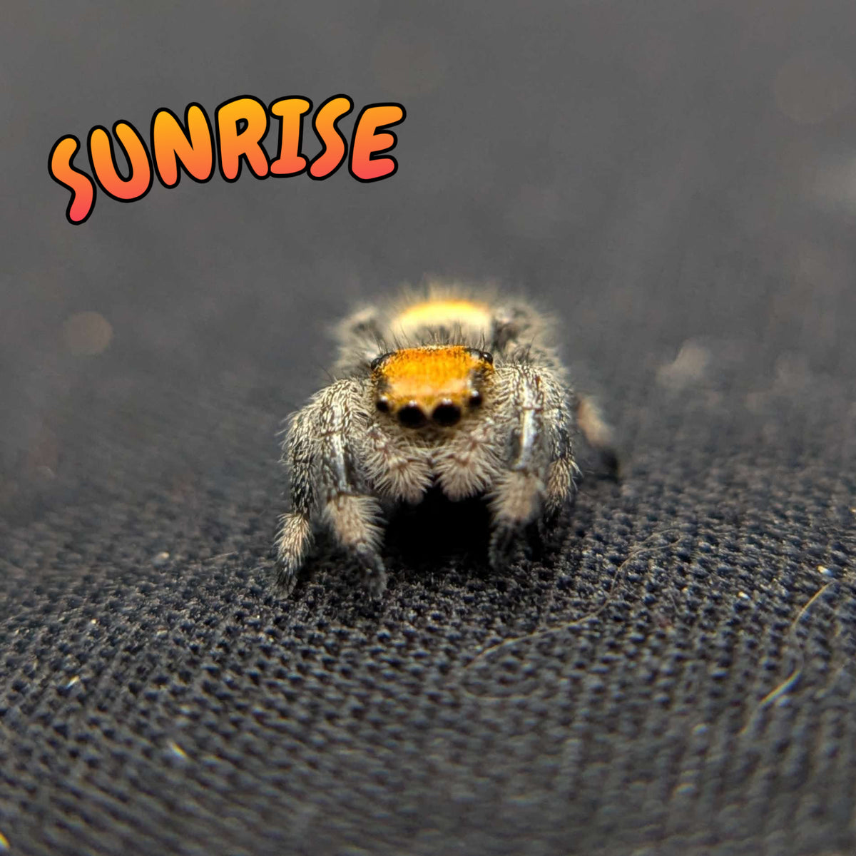 Regal Jumping Spider "Sunrise"
