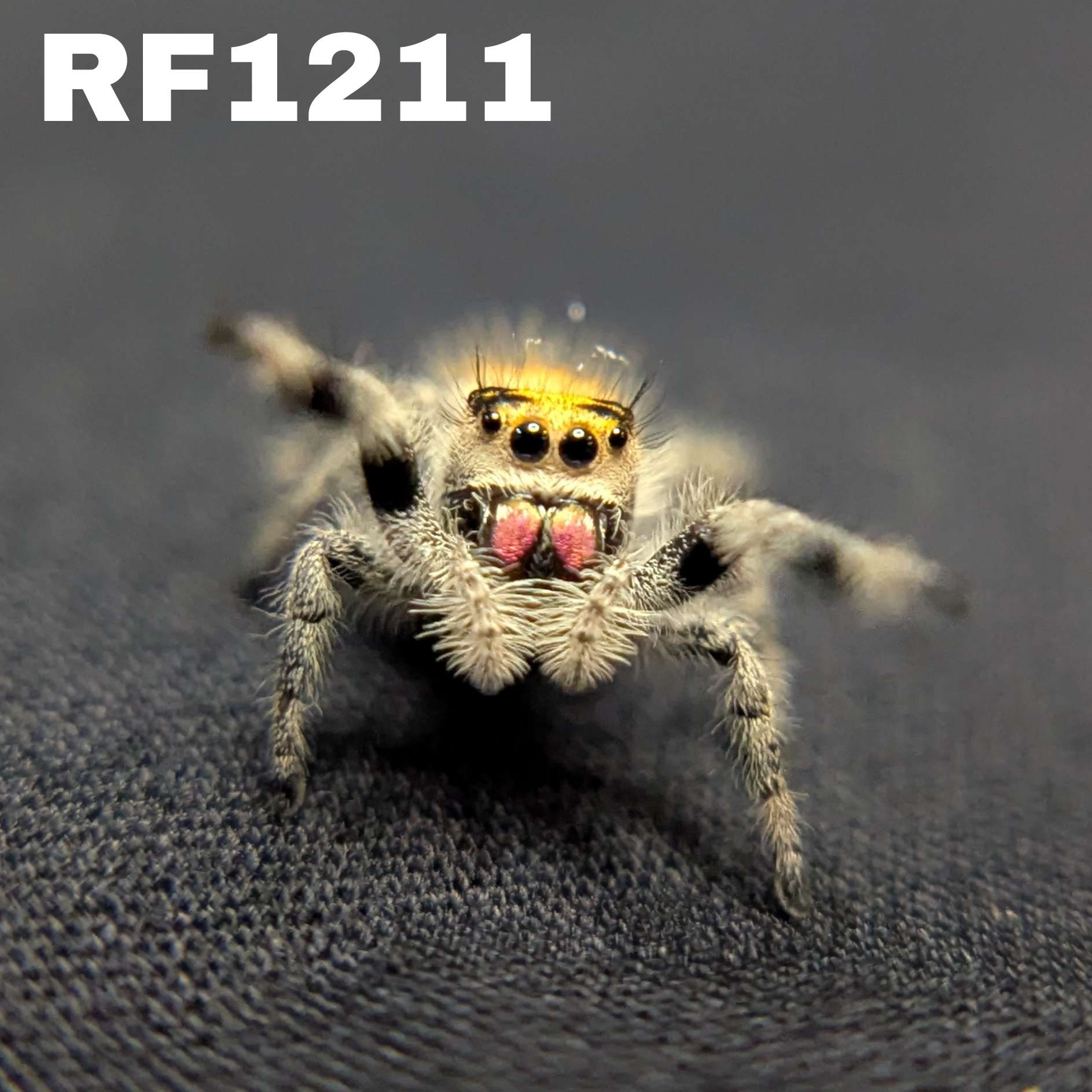 Regal Jumping Spider "Radiante"