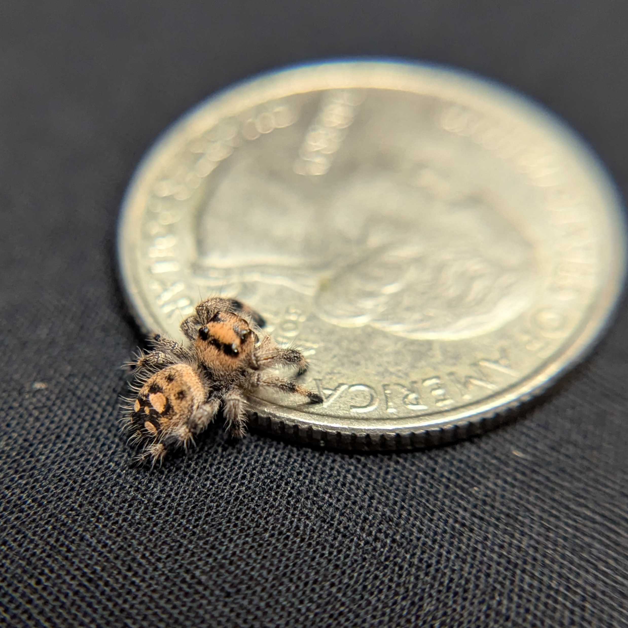 Regal Jumping Spider "Matches"