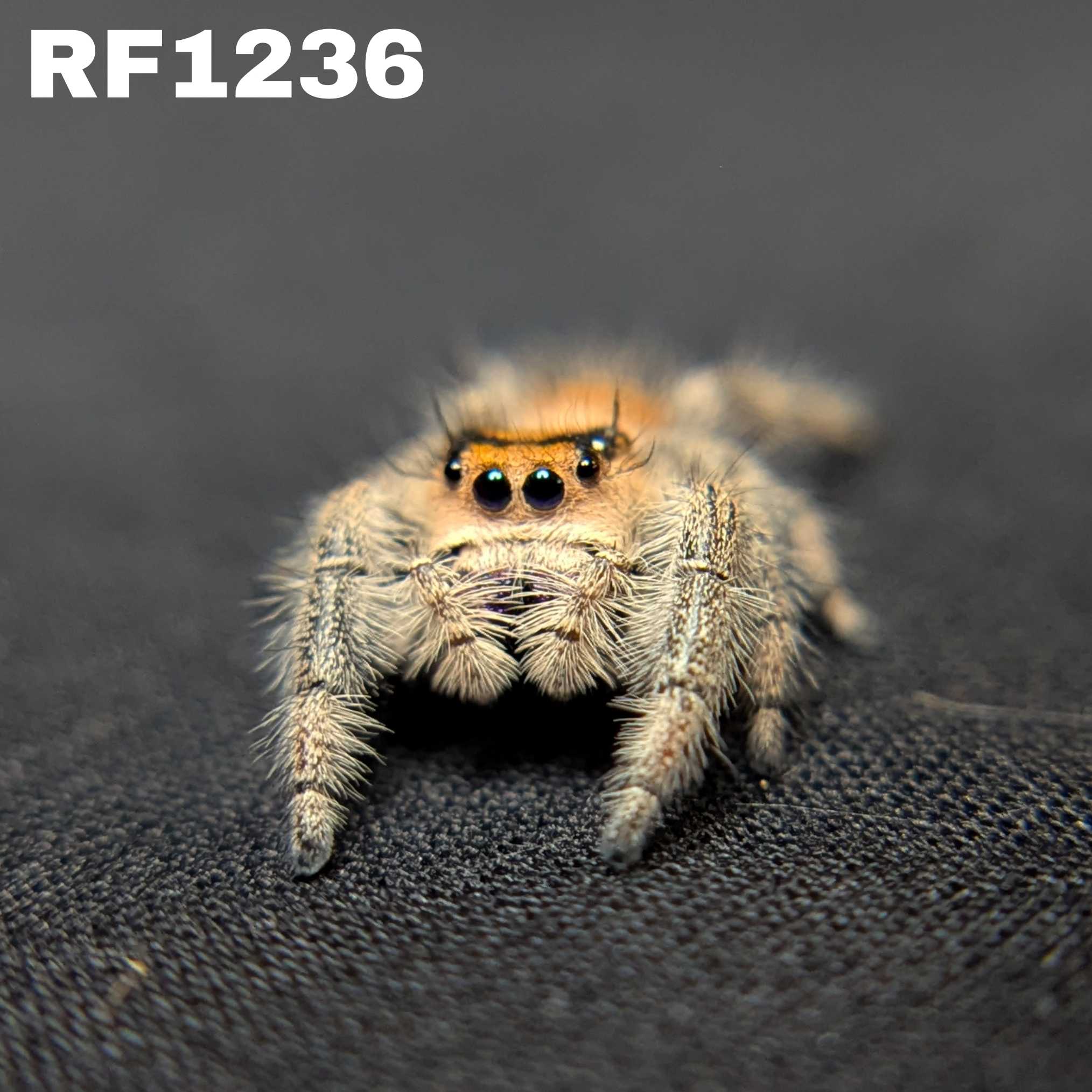 Regal Jumping Spider "Magic"