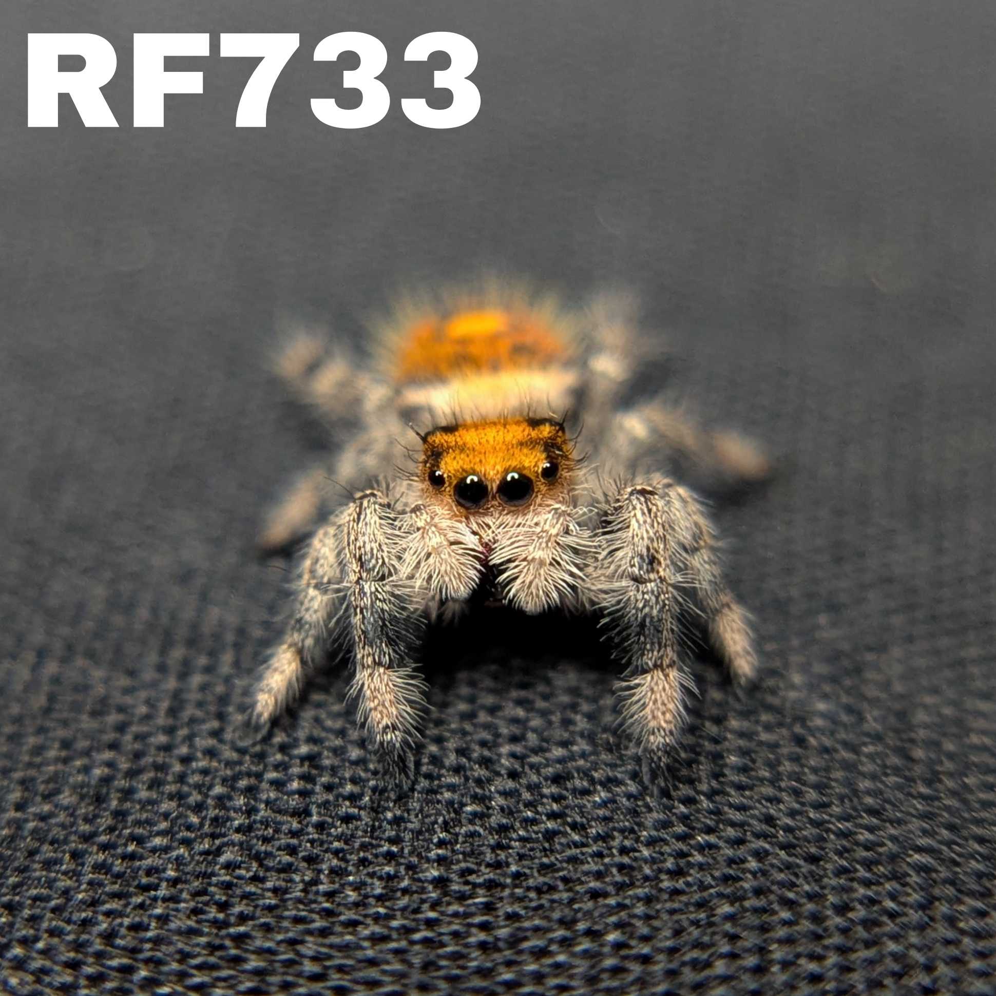 Regal Jumping Spider "Marmalade"