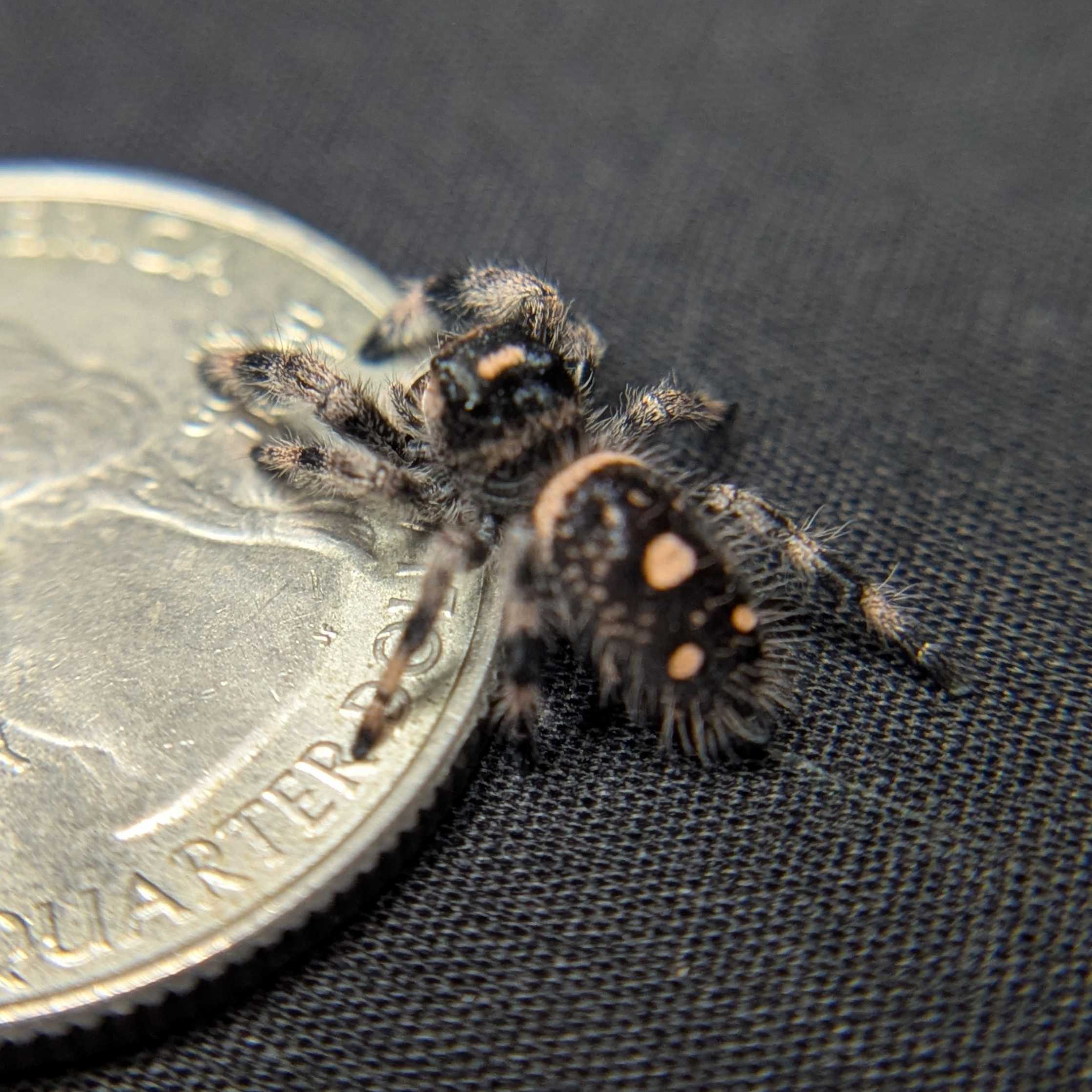 Regal Jumping Spider "Nugget"