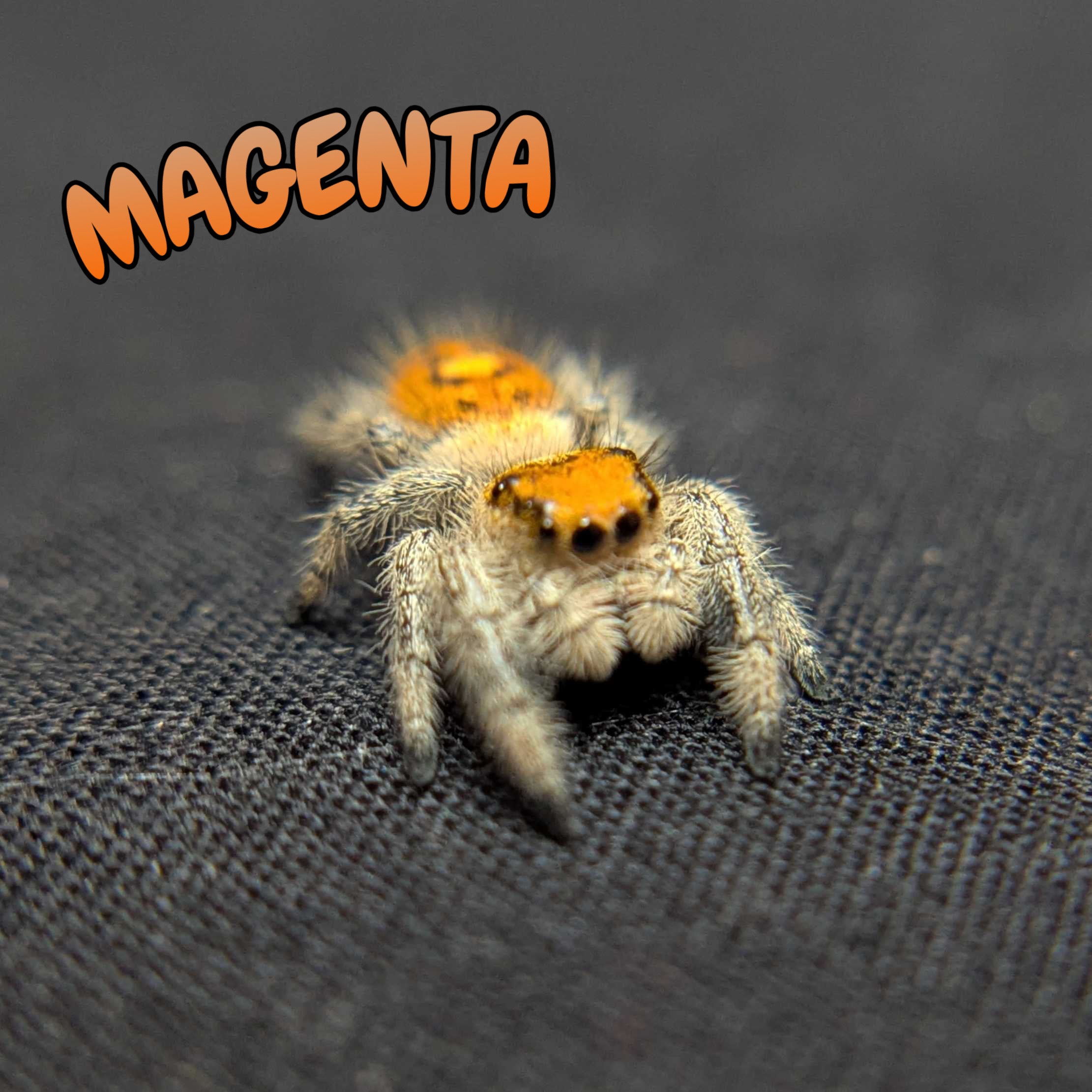 Regal Jumping Spider "Magenta"