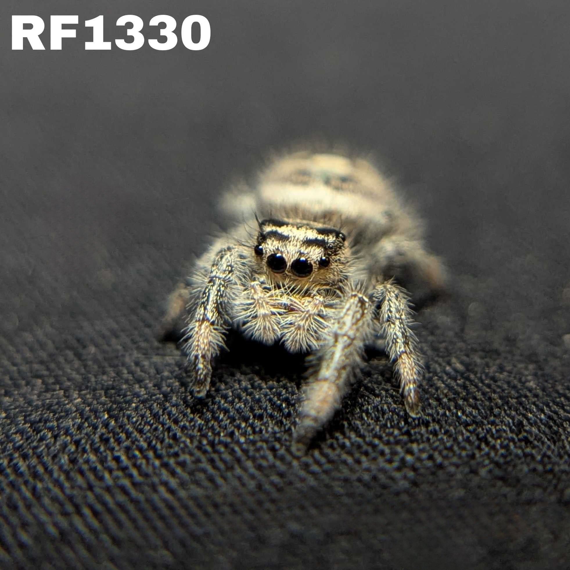 Regal Jumping Spider "Banana"