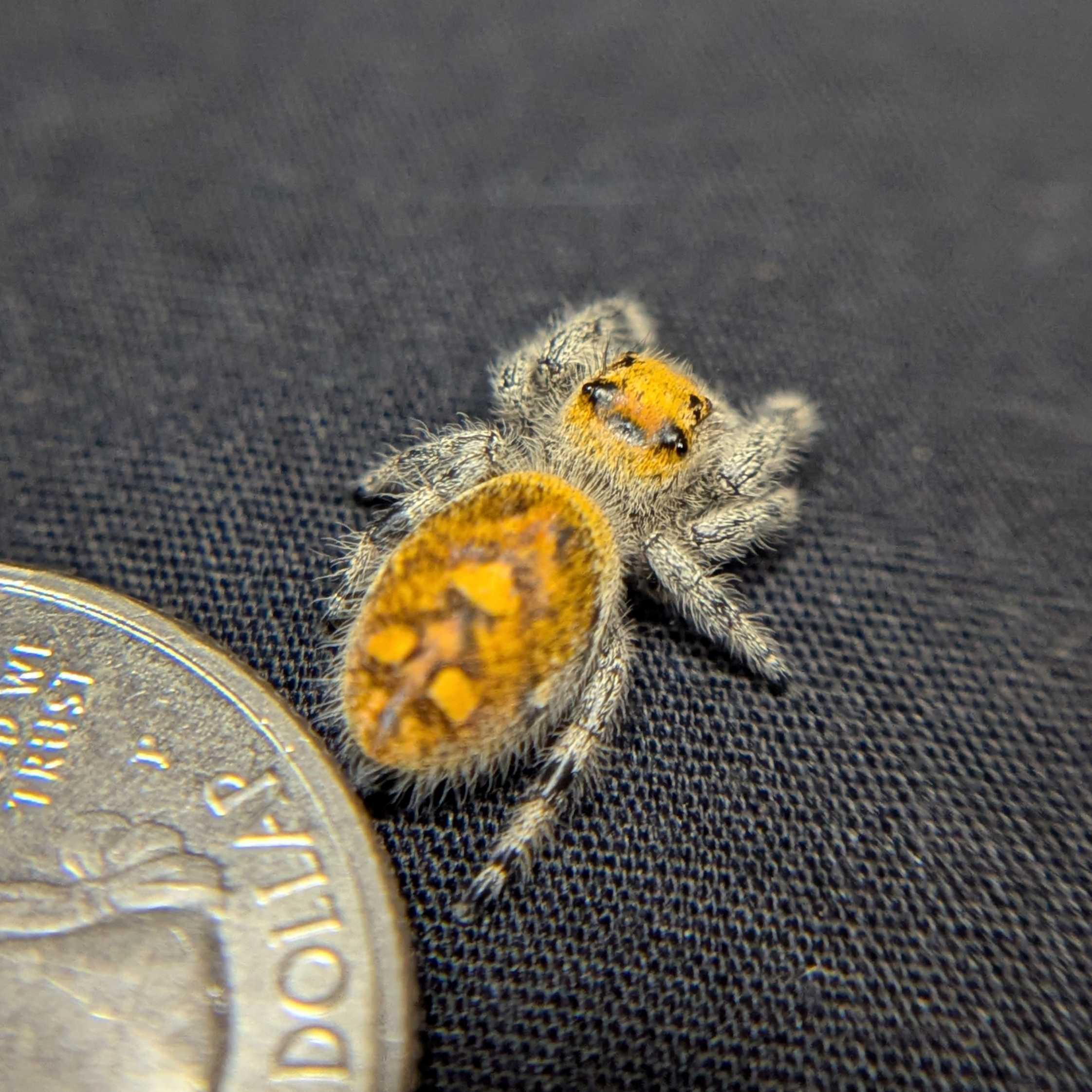 Regal Jumping Spider "Sahara"