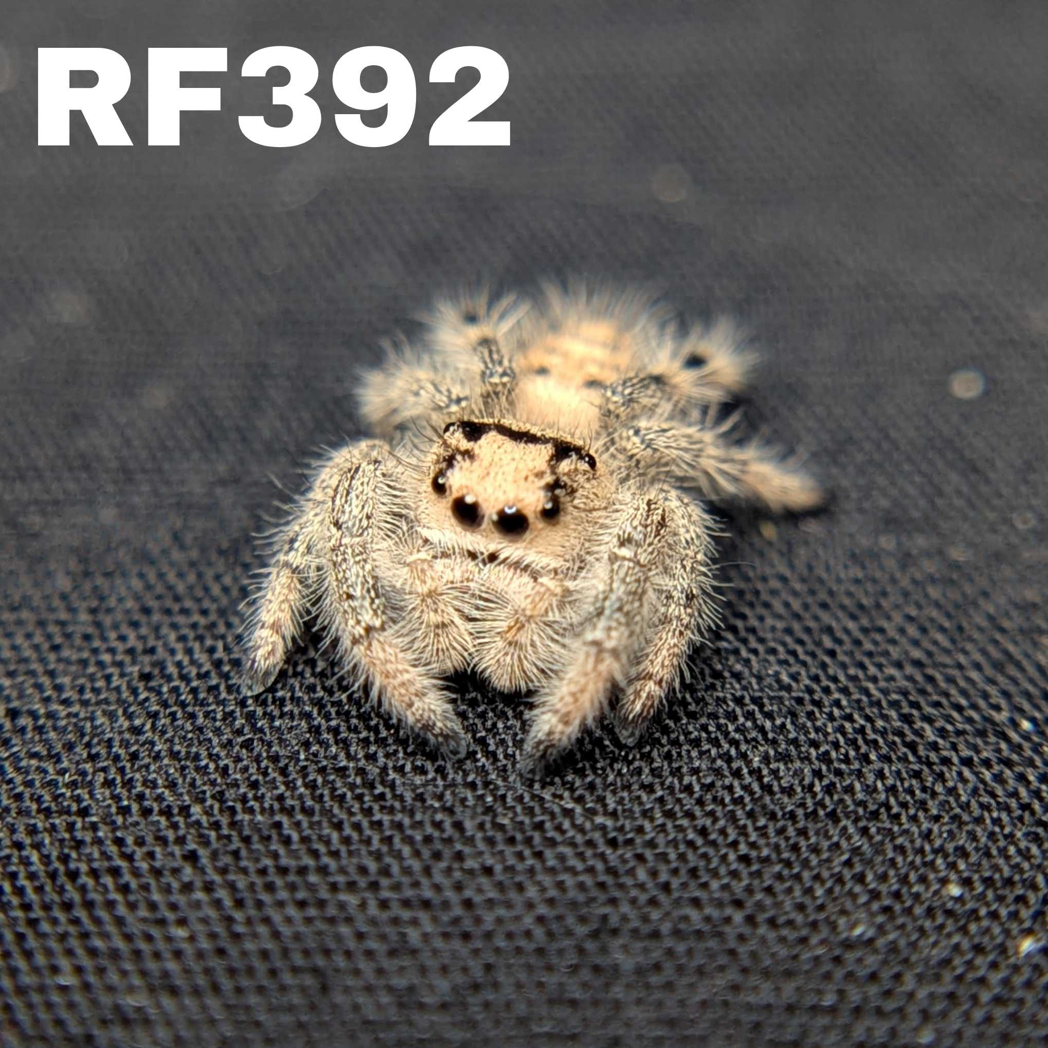 Regal Jumping Spider "Sandy"