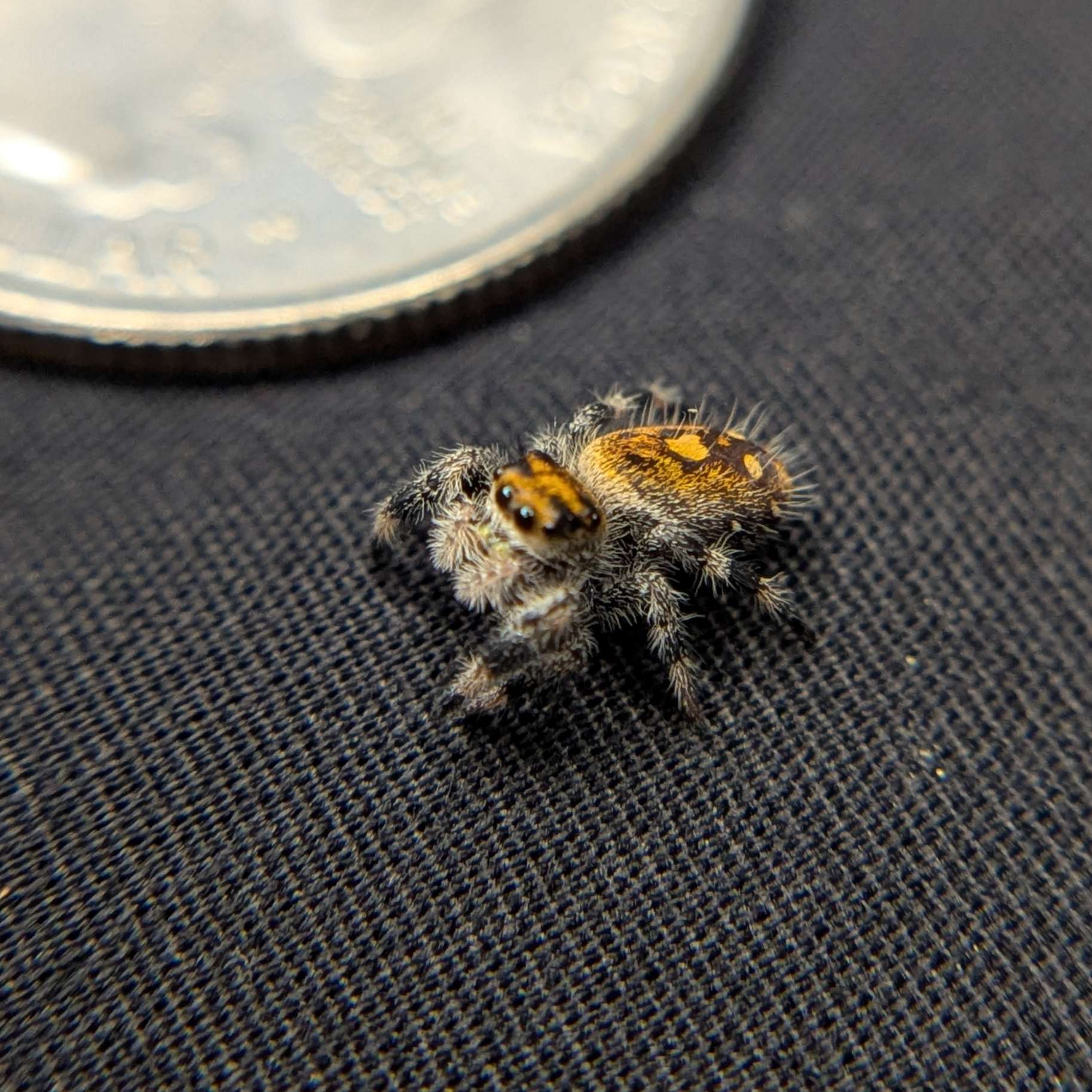 Regal Jumping Spider “Amber”