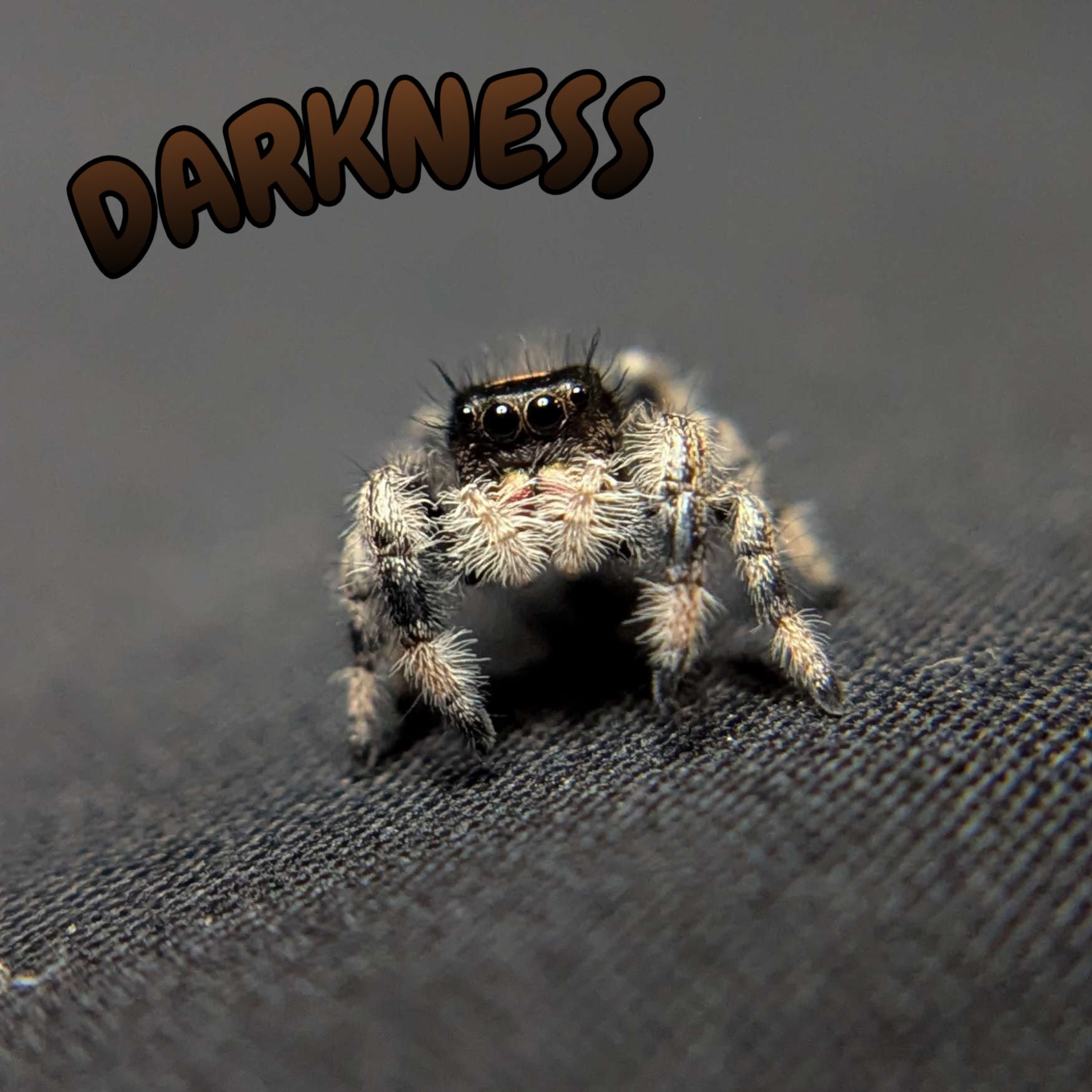 Regal Jumping Spider "Darkness"