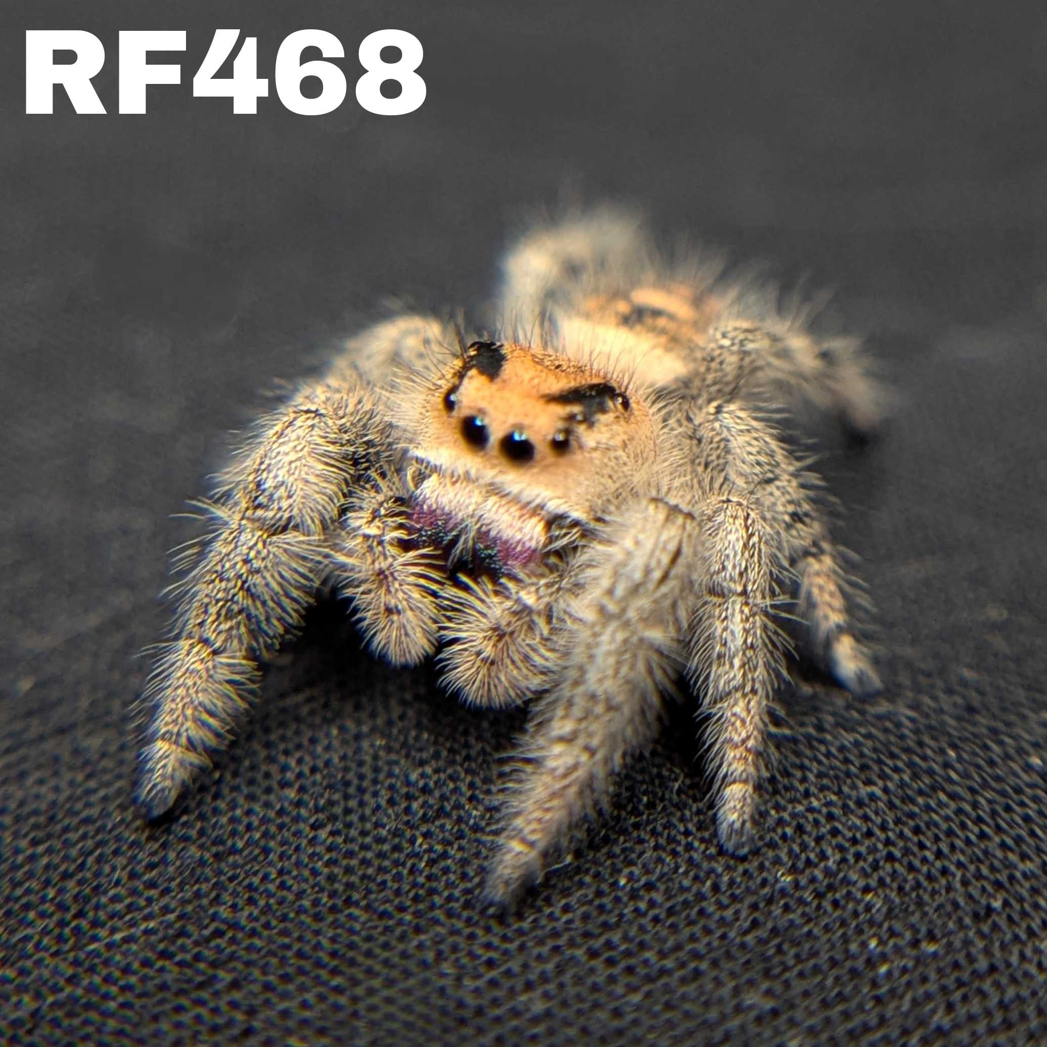 Regal Jumping Spider “Azalea”
