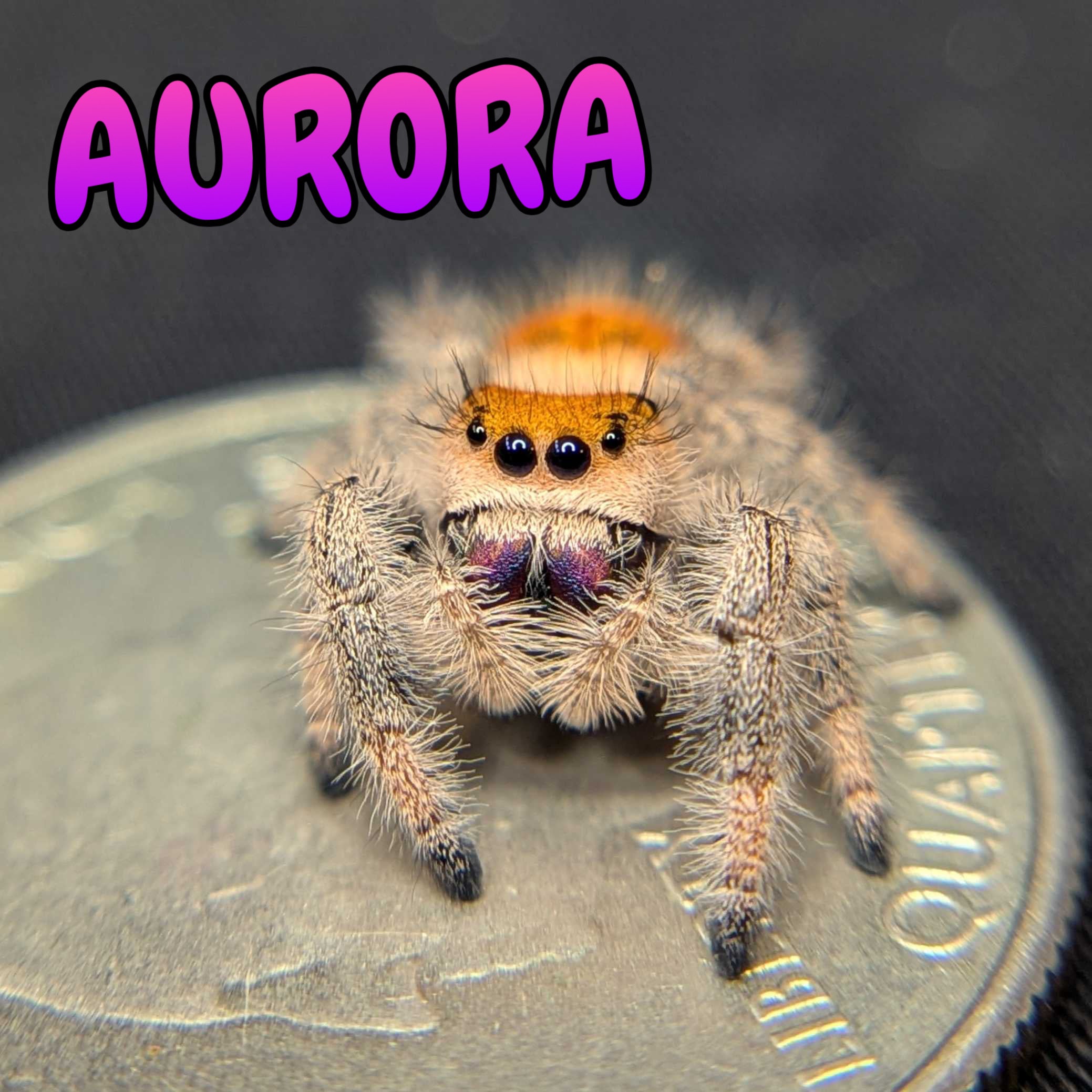 Regal Jumping Spider “Aurora”