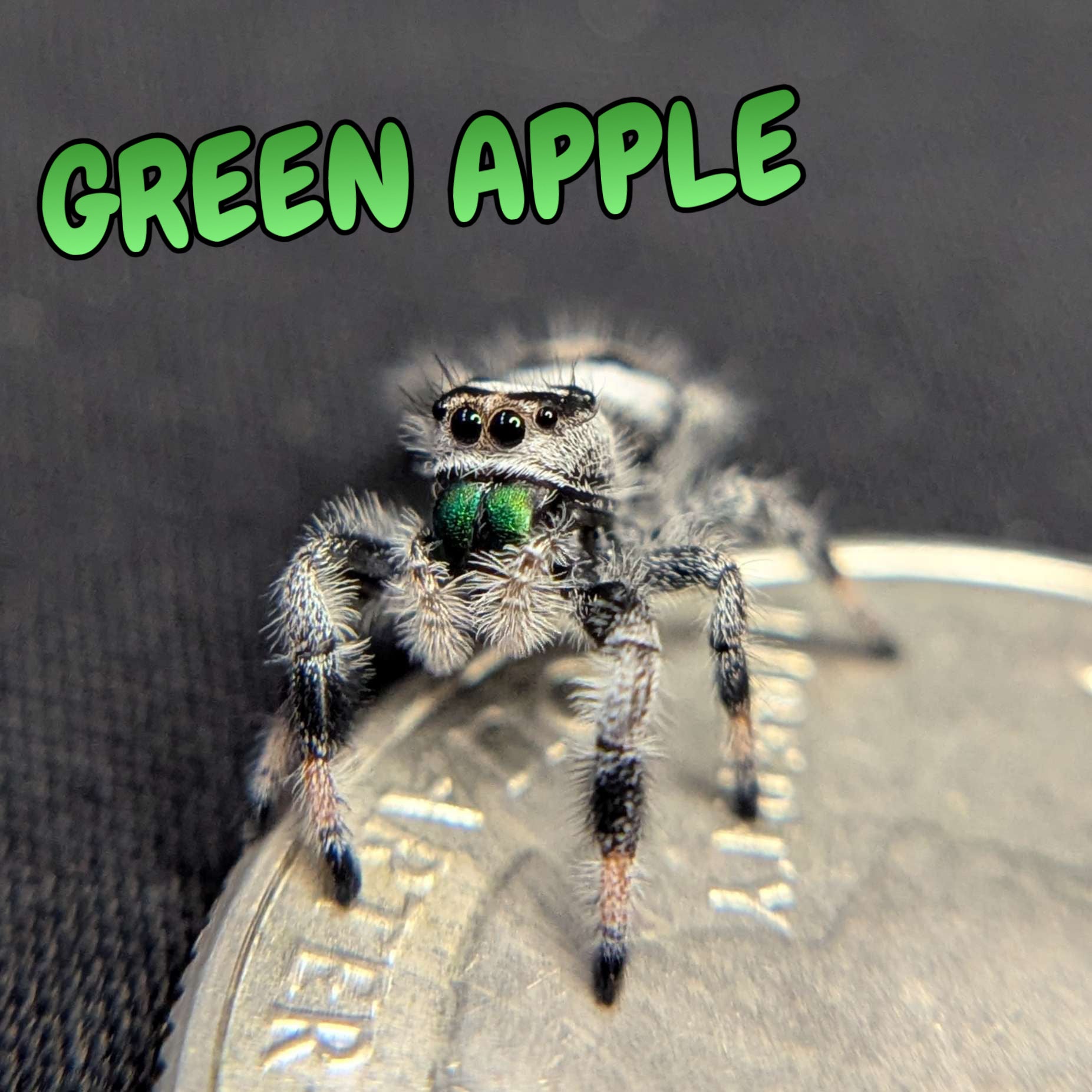 Regal Jumping Spider "Green Apple"