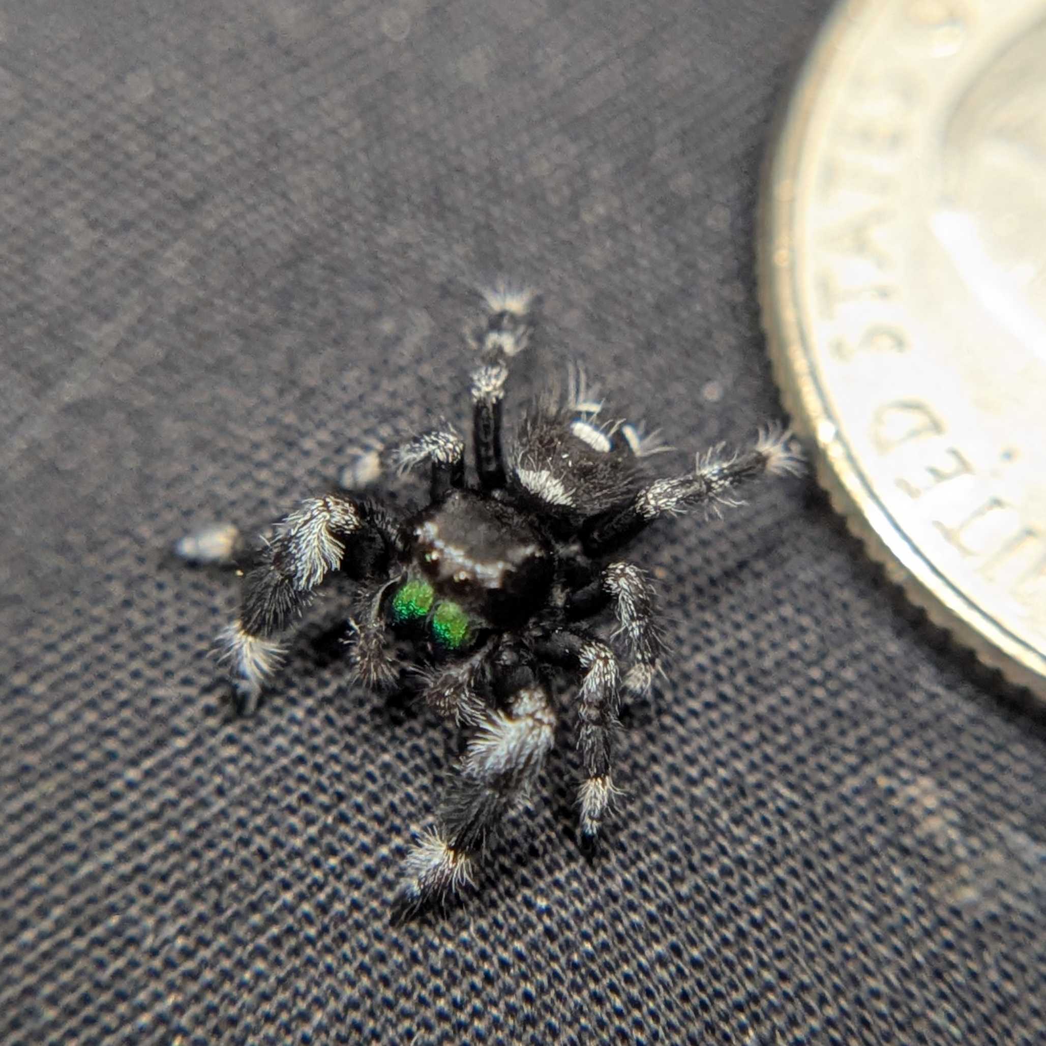 Regal Jumping Spider "Forest"