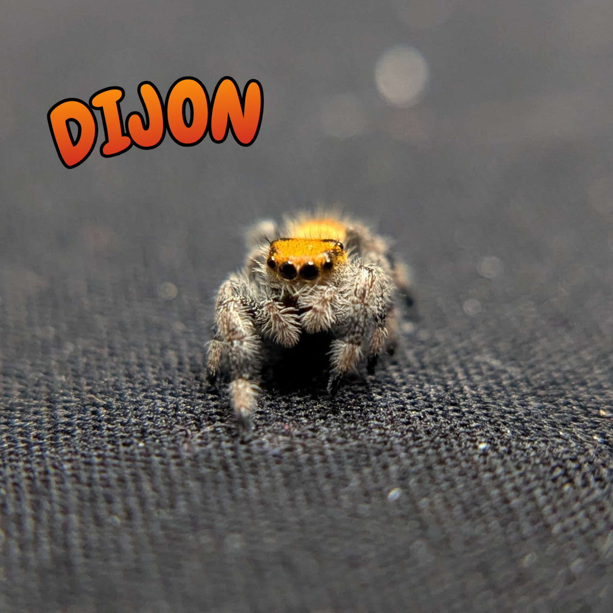 Regal Jumping Spider “Dijon”