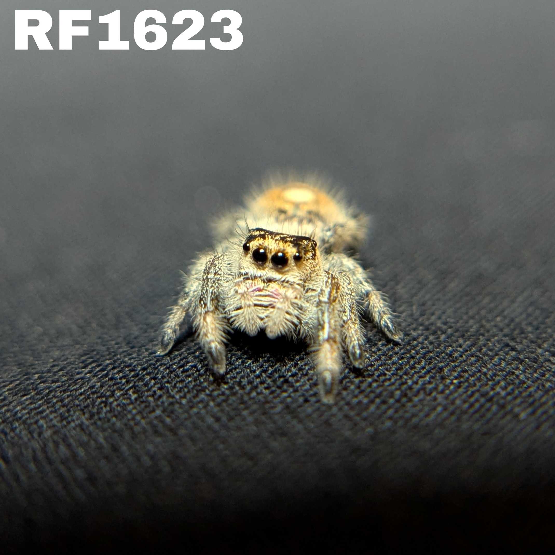 Regal Jumping Spider "Star"