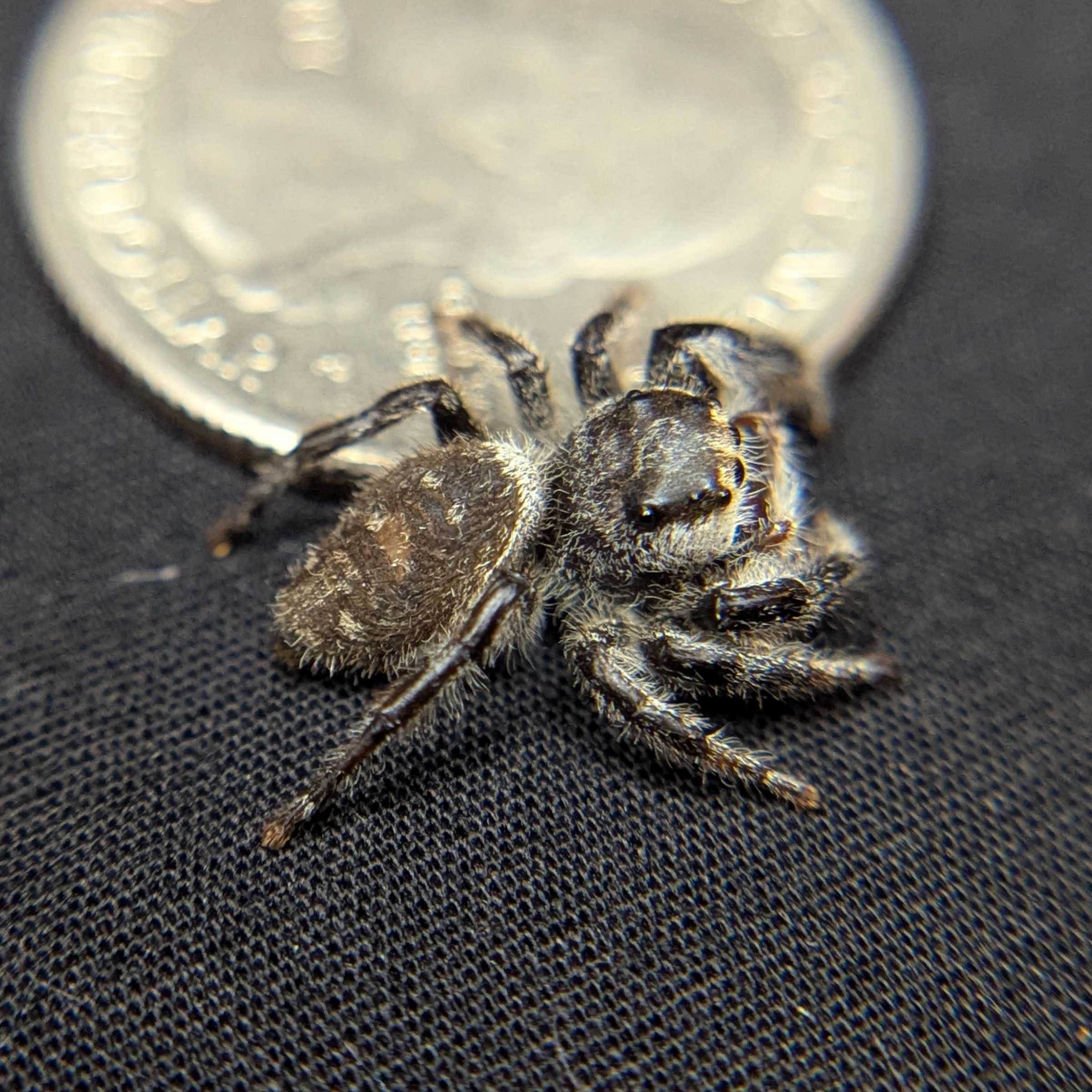 Regal Jumping Spider "Nutmeg"