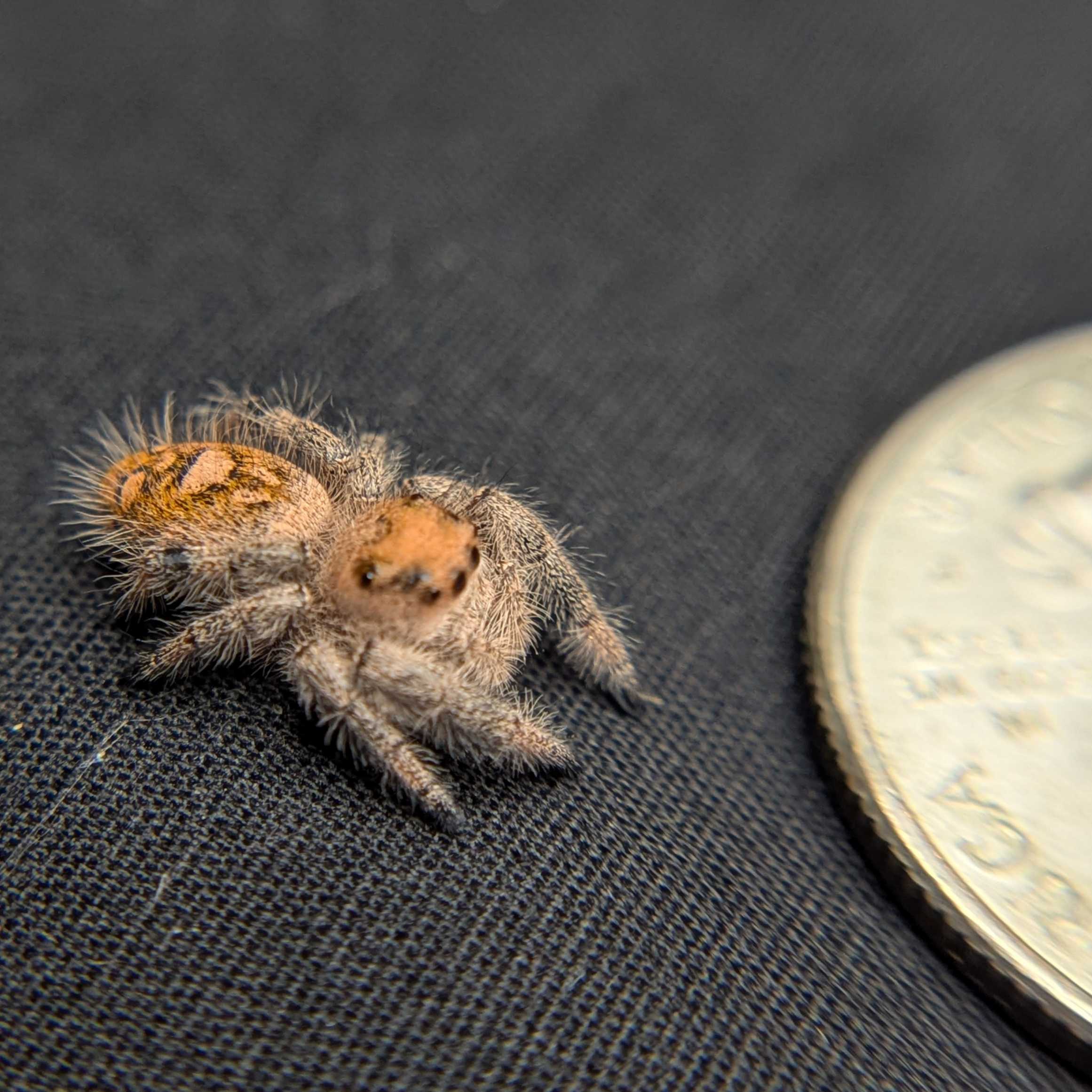 Regal Jumping Spider "Fruit Salad"