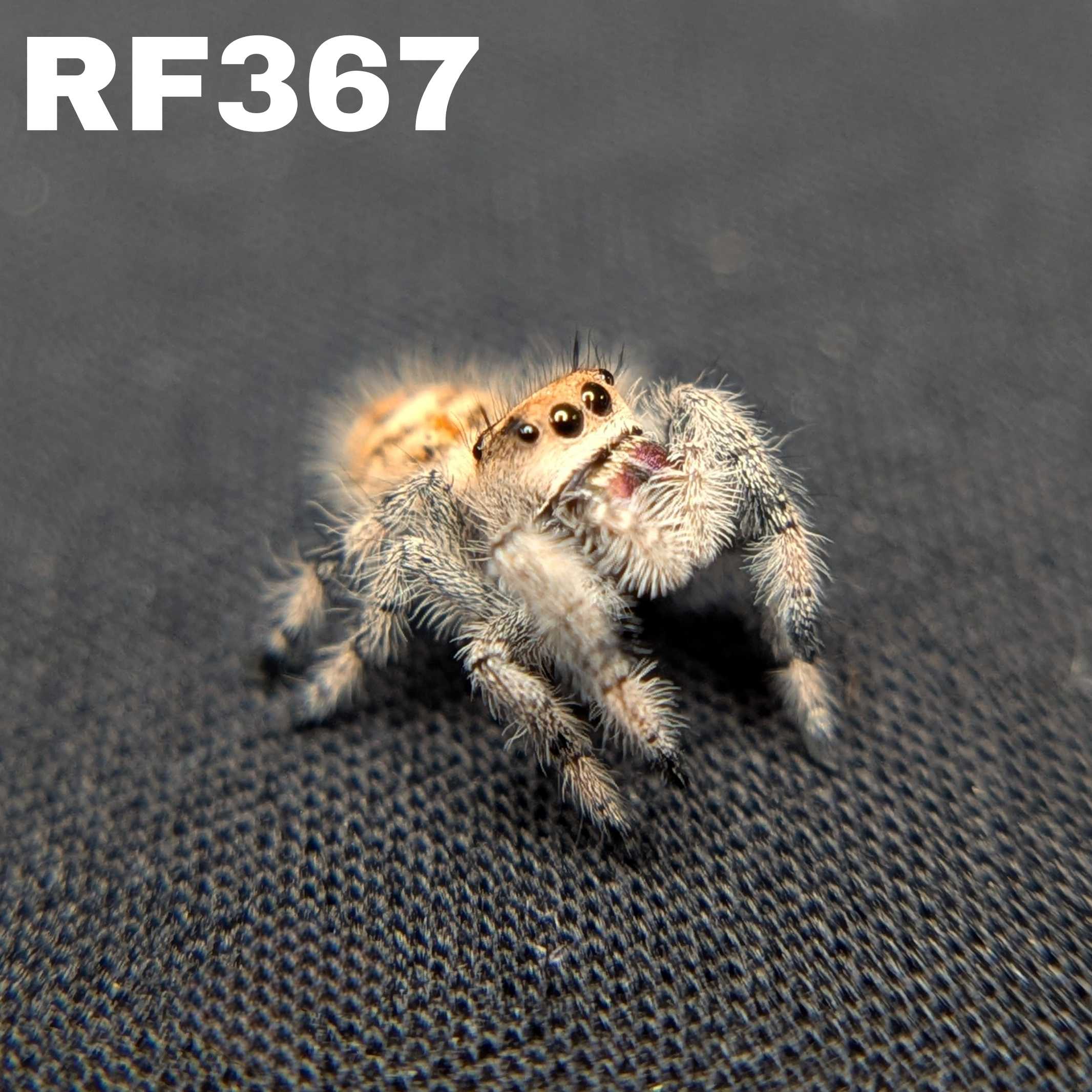 Regal Jumping Spider "Tiger"