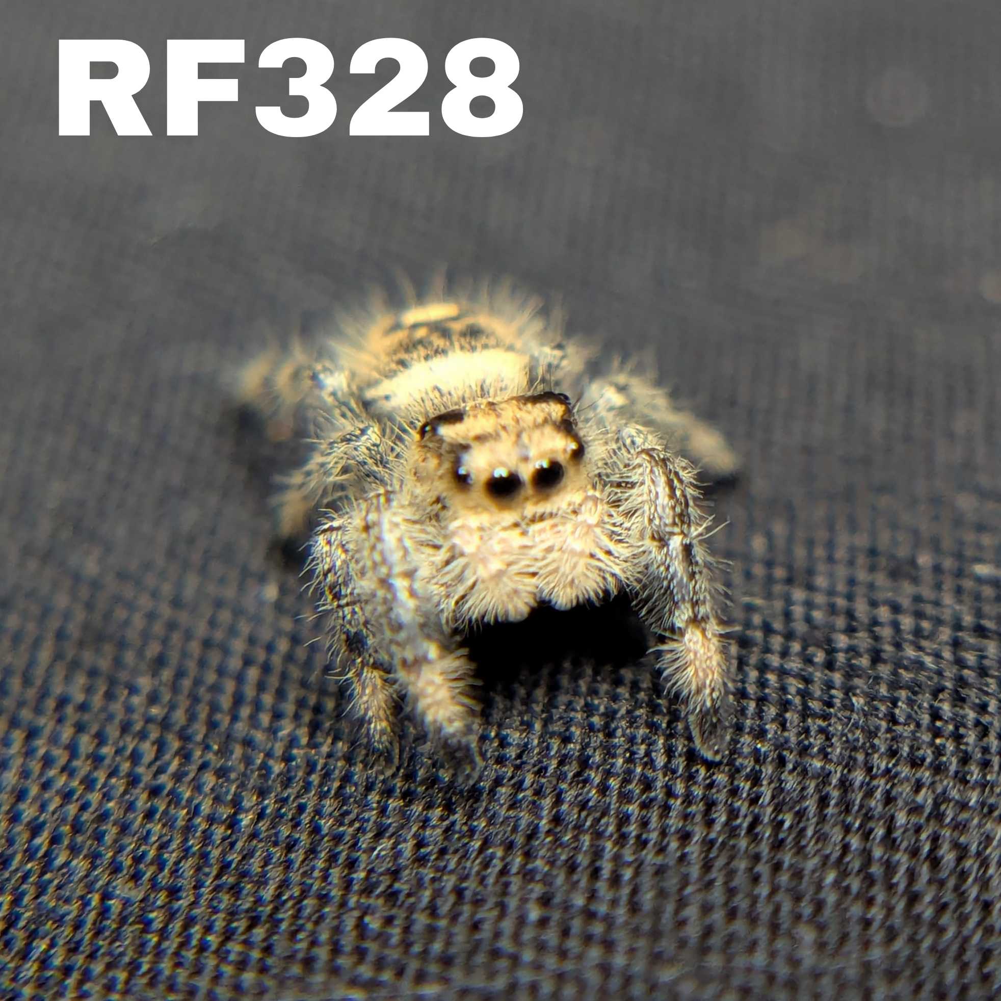 Regal Jumping Spider "Cookie"