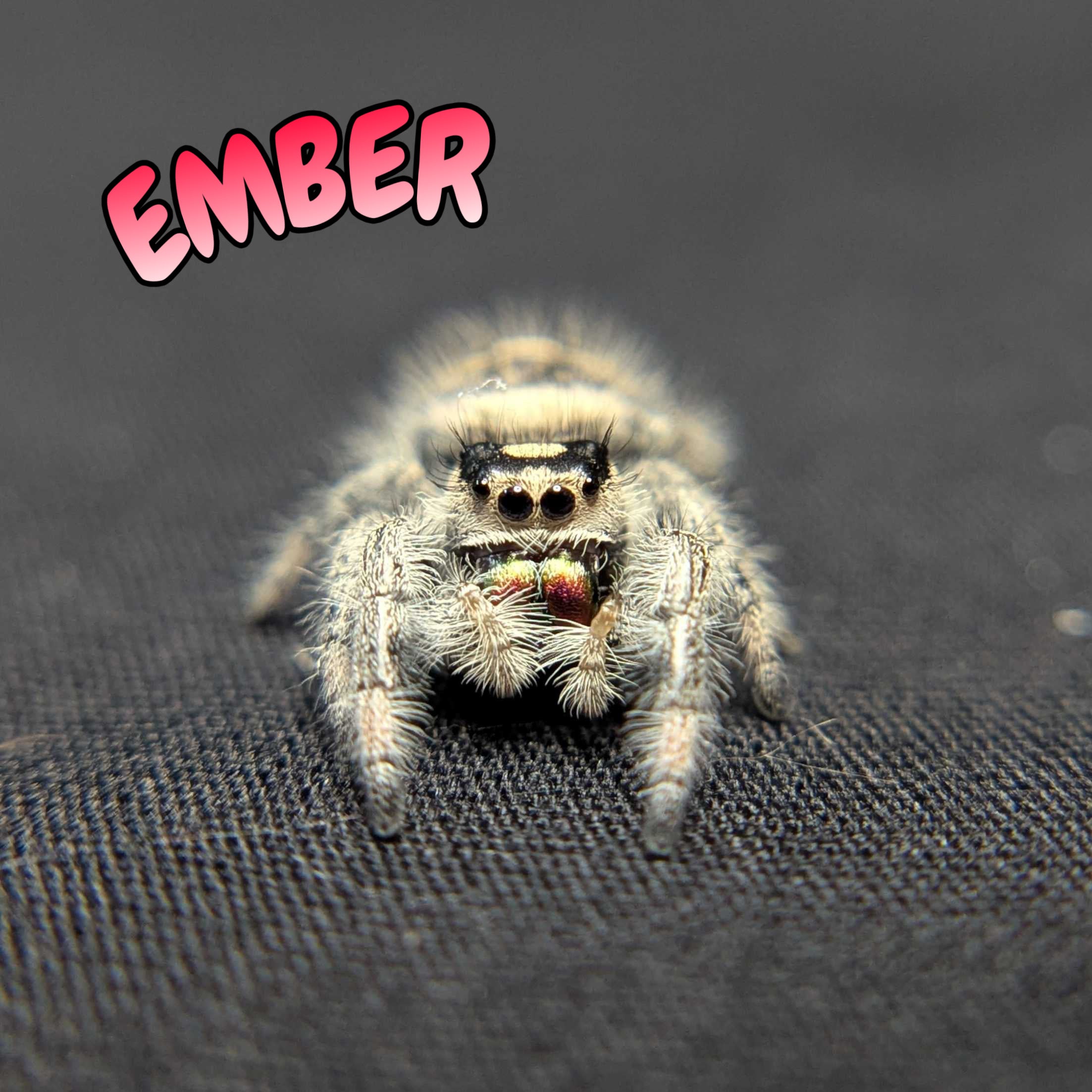 Regal Jumping Spider "Ember"