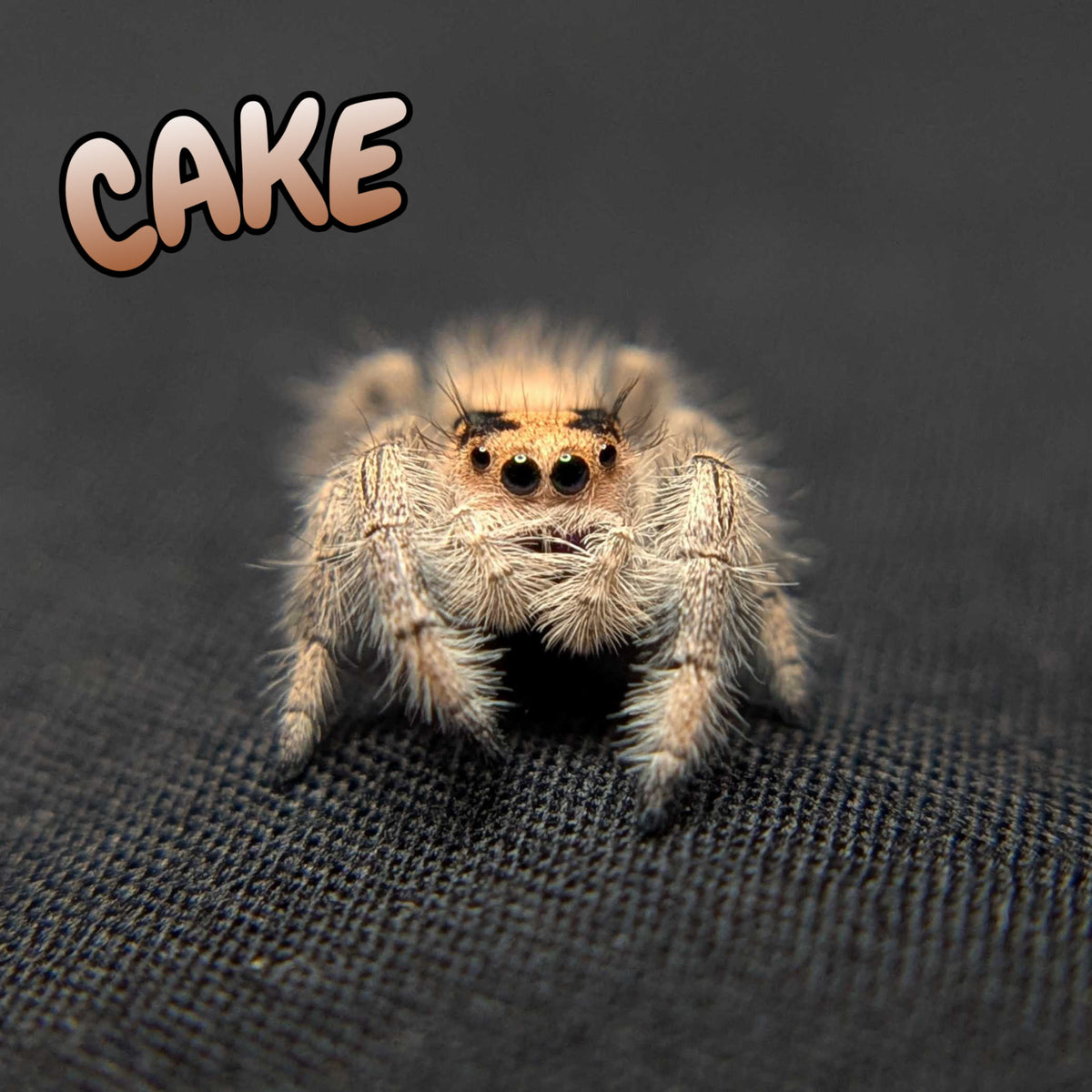 Regal Jumping Spider "Cake"