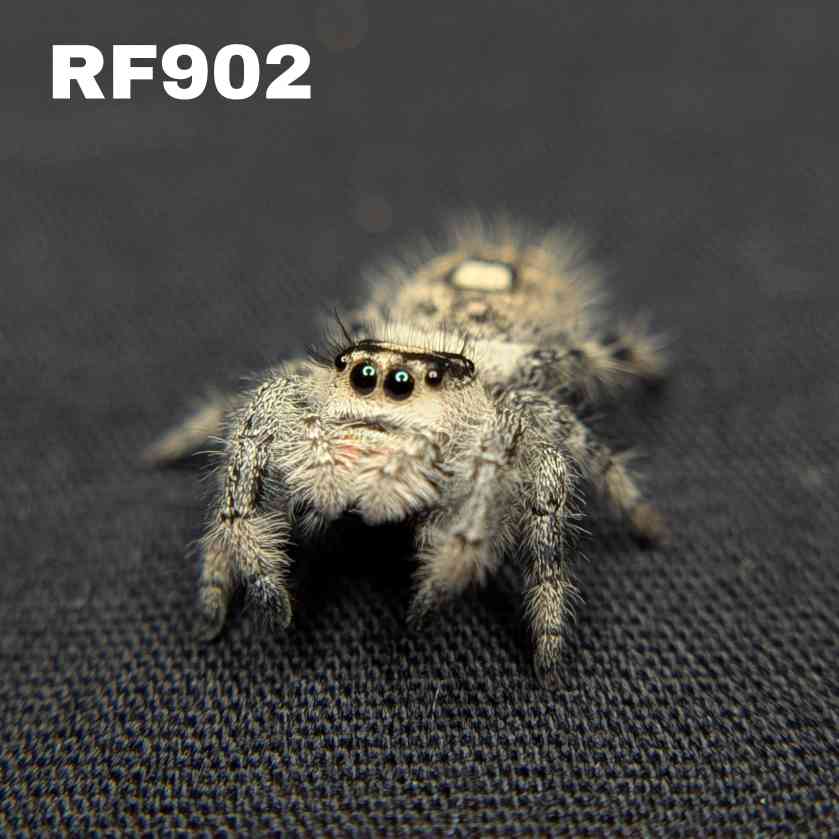 Regal Jumping Spider "Yogurt"