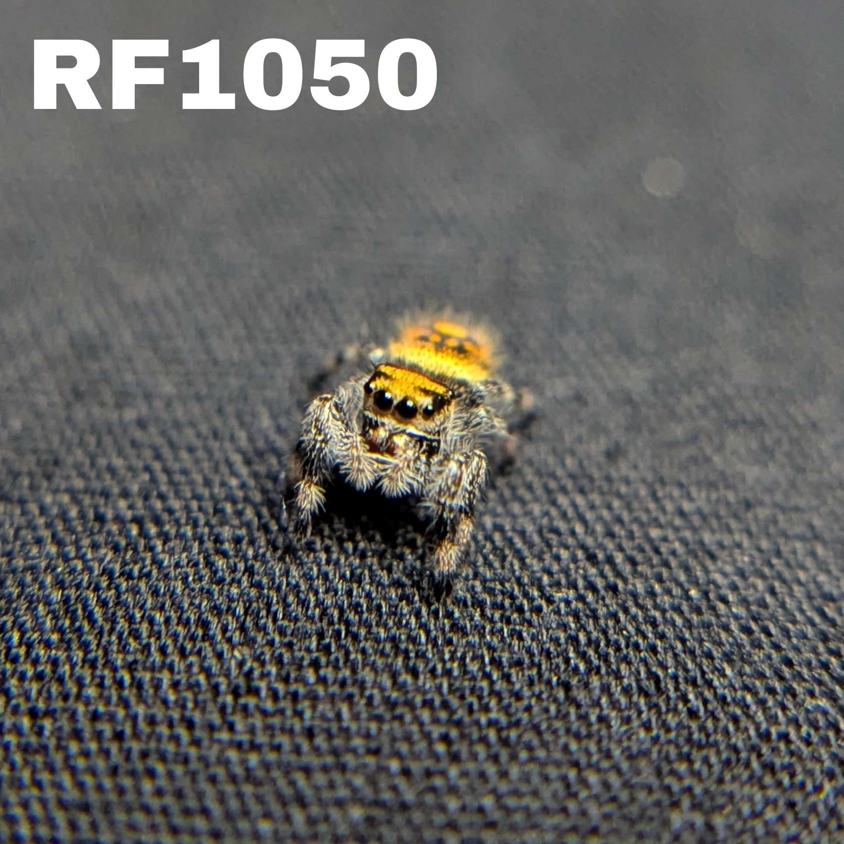 Regal Jumping Spider "Lava"