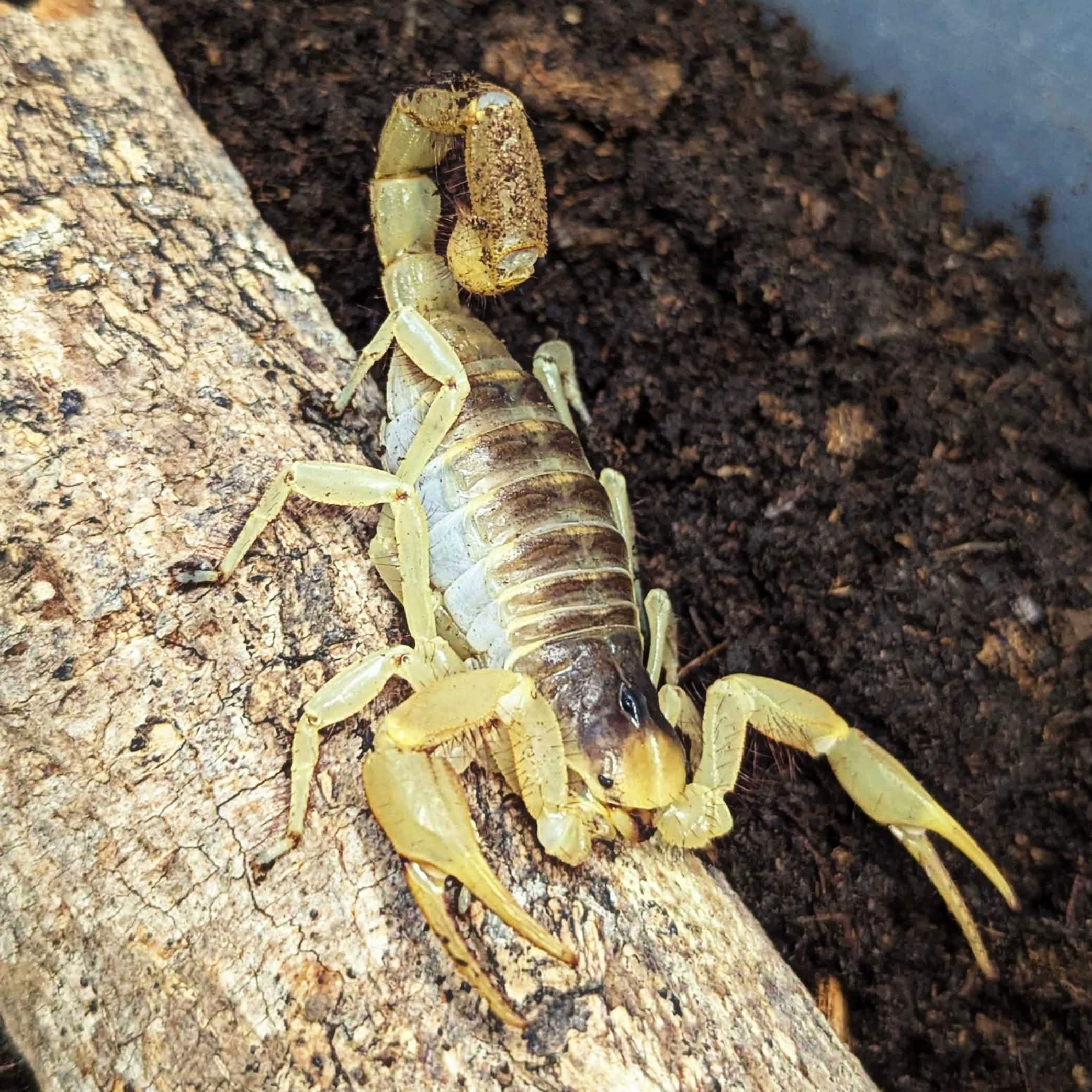 Giant Desert Hairy Scorpion