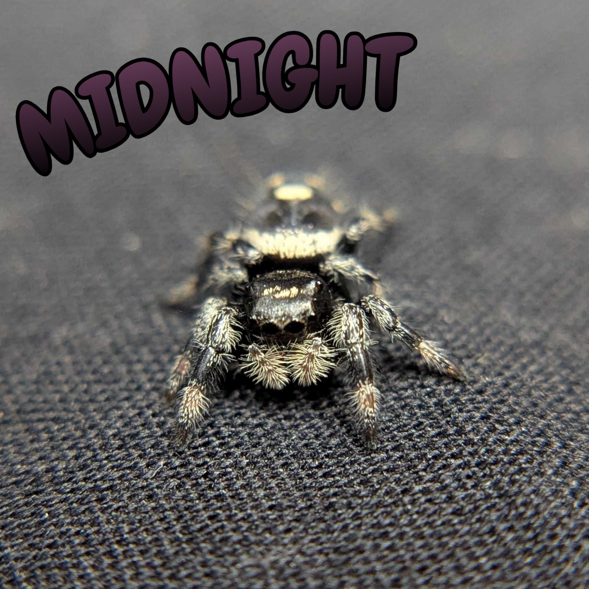Regal Jumping Spider "Midnight"