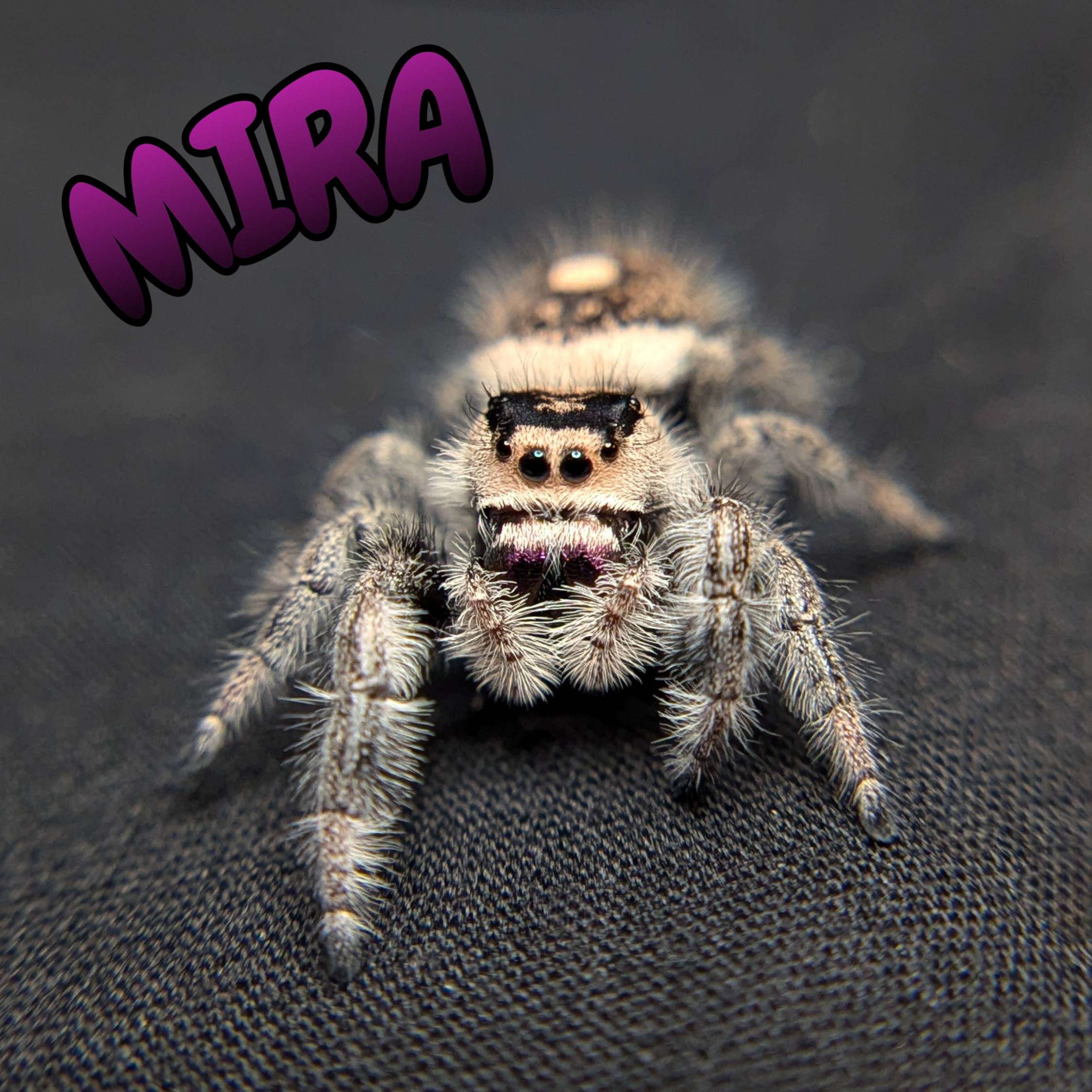 Female Regal Jumping Spider Mira