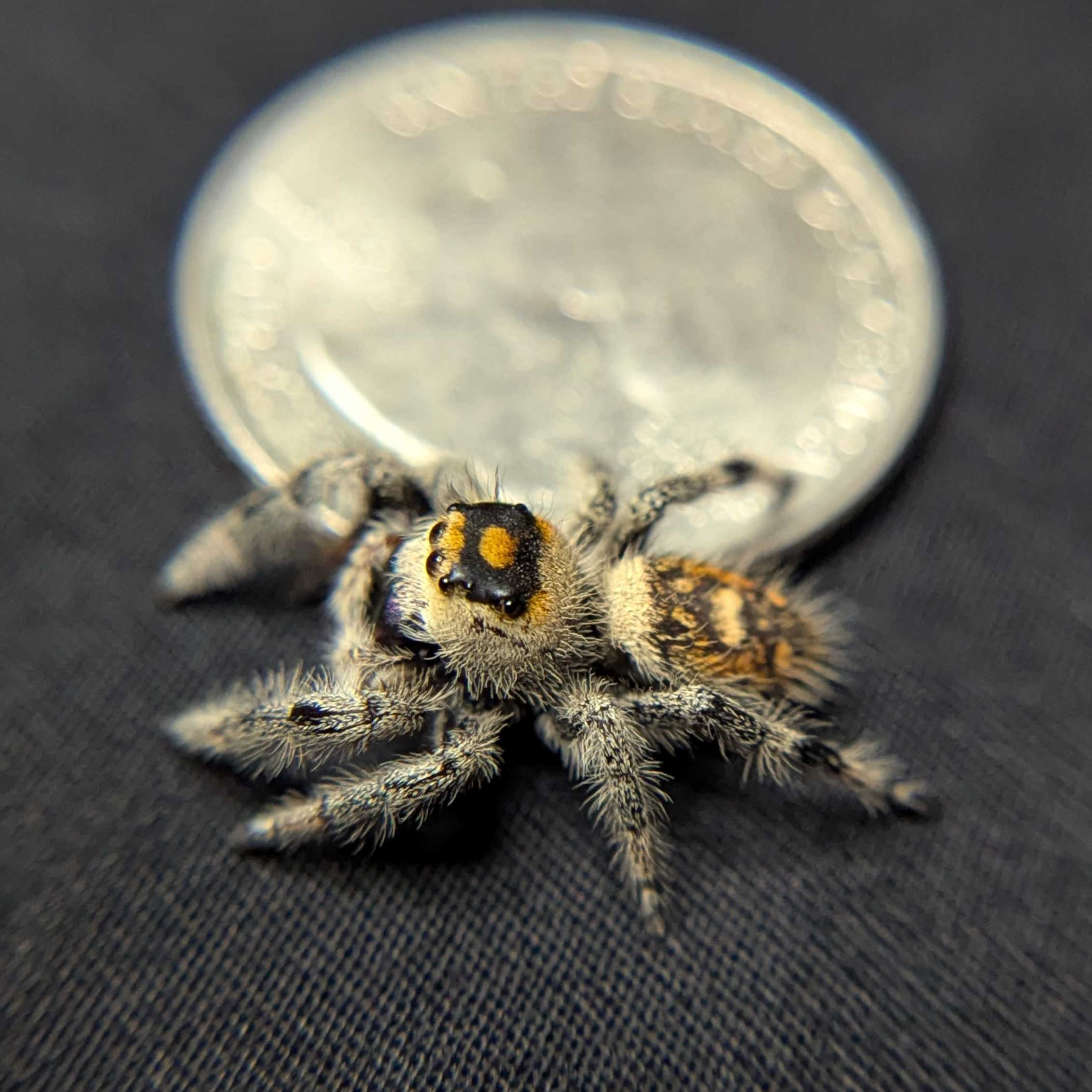 Regal Jumping Spider "Violet"