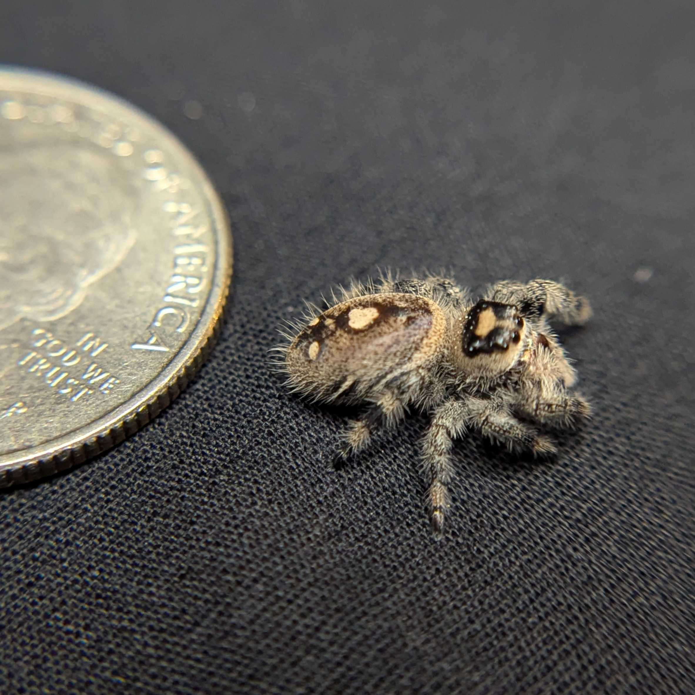 Regal Jumping Spider "Biscuit"