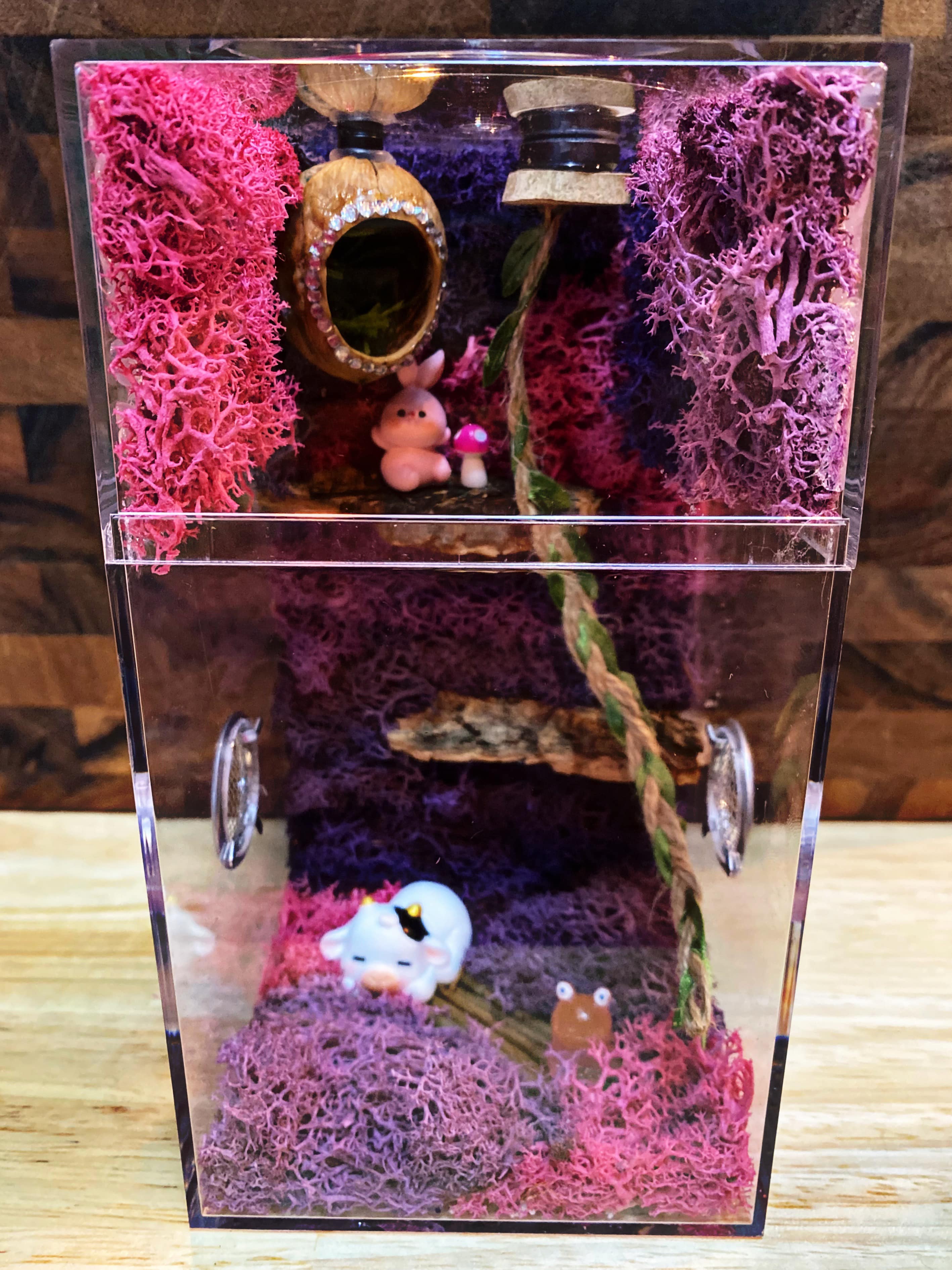 Custom Jumping Spider Enclosure