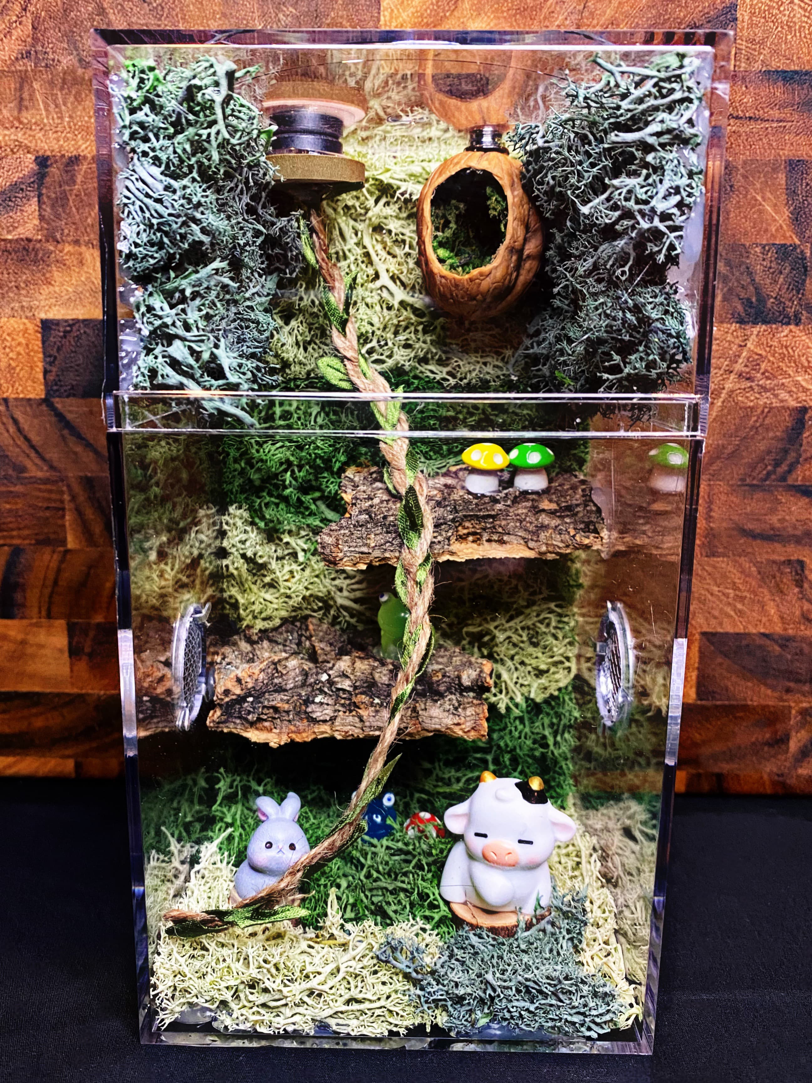 Custom Regal Jumping Spider Enclosure For Sale