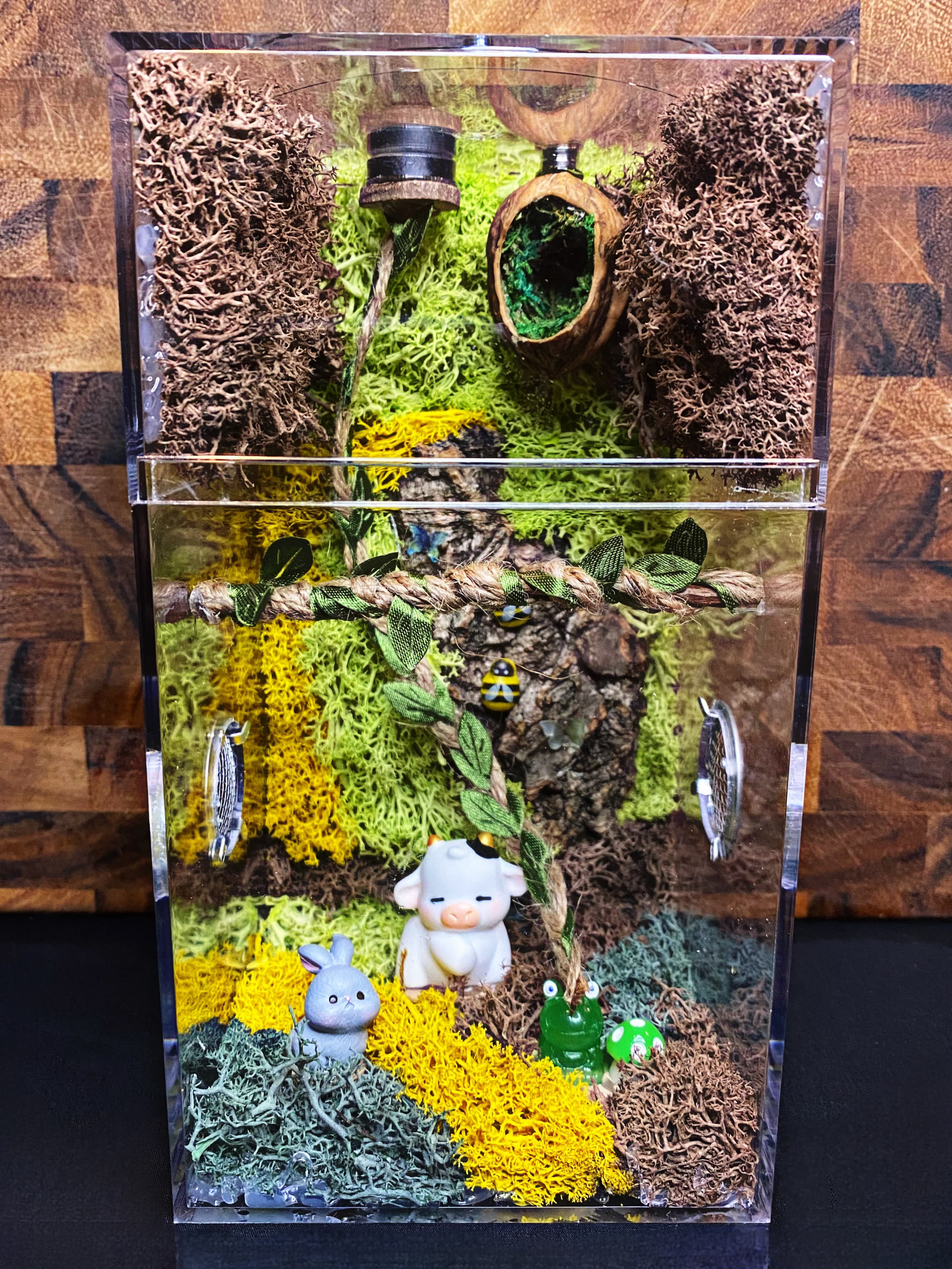 Custom Regal Jumping Spider Enclosure For Sale