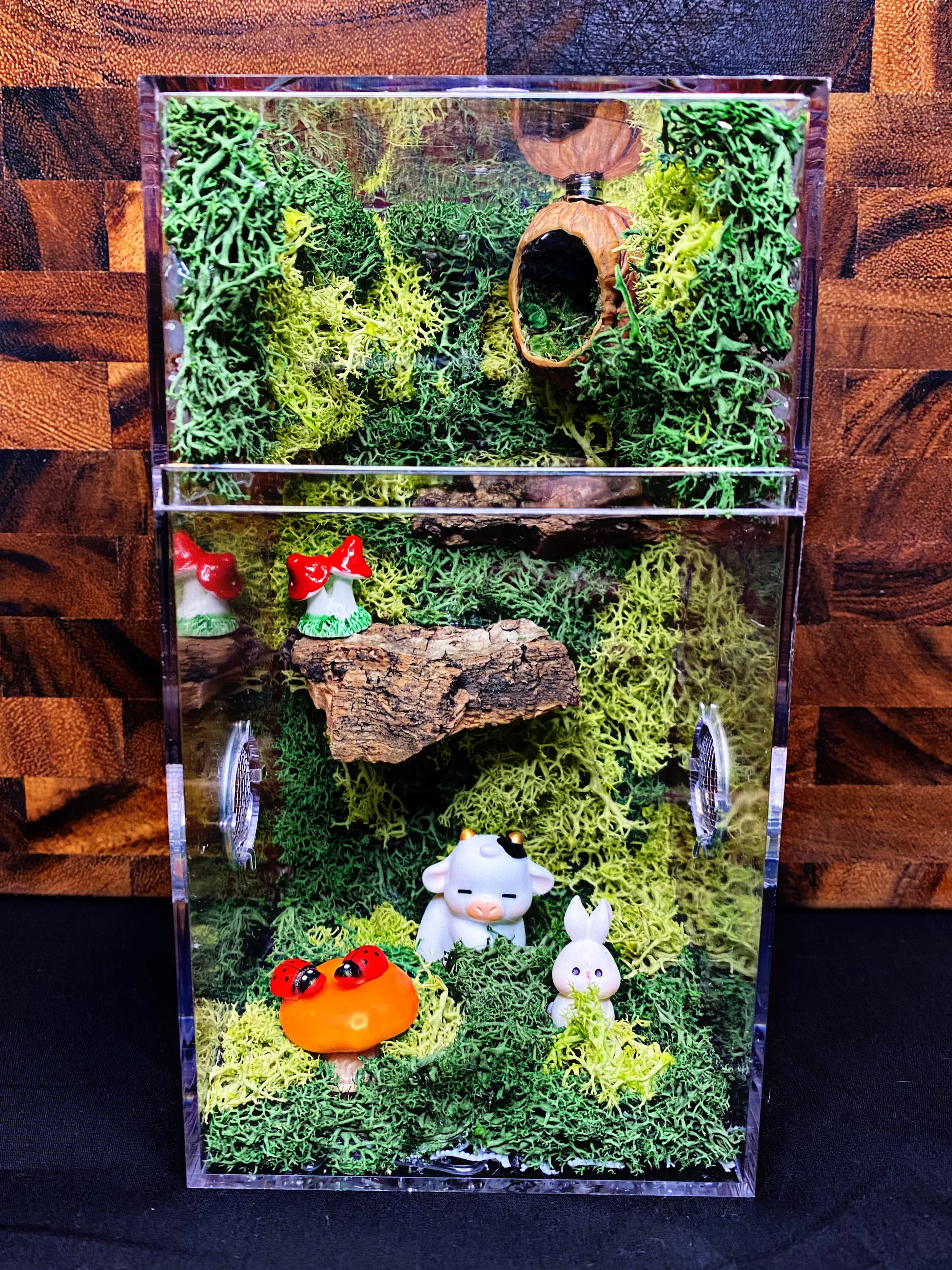 Custom Jumping Spider Enclosure for Sale