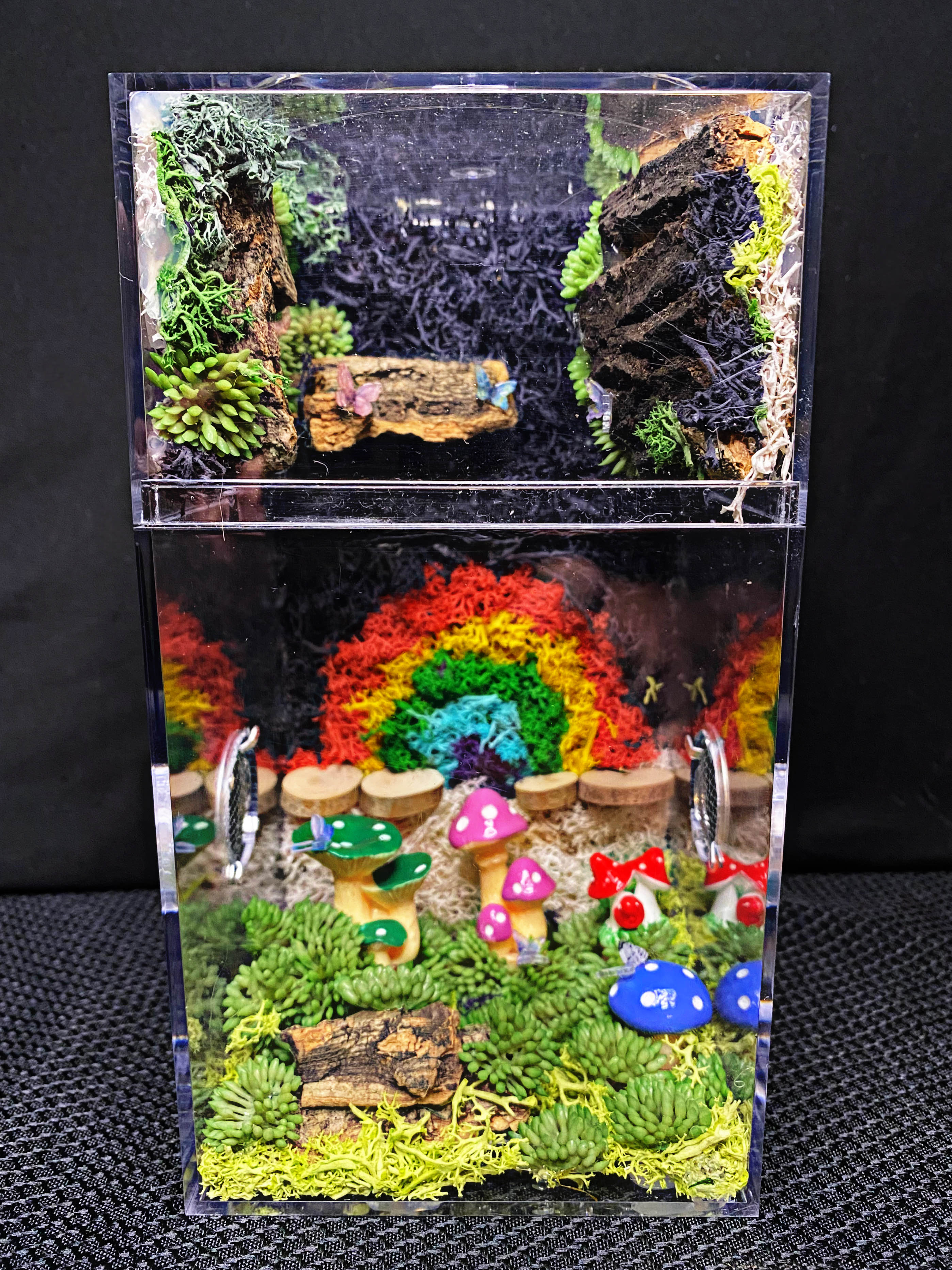 Rainbow Jumping Spider Enclosure For Sale, Fairy Lights