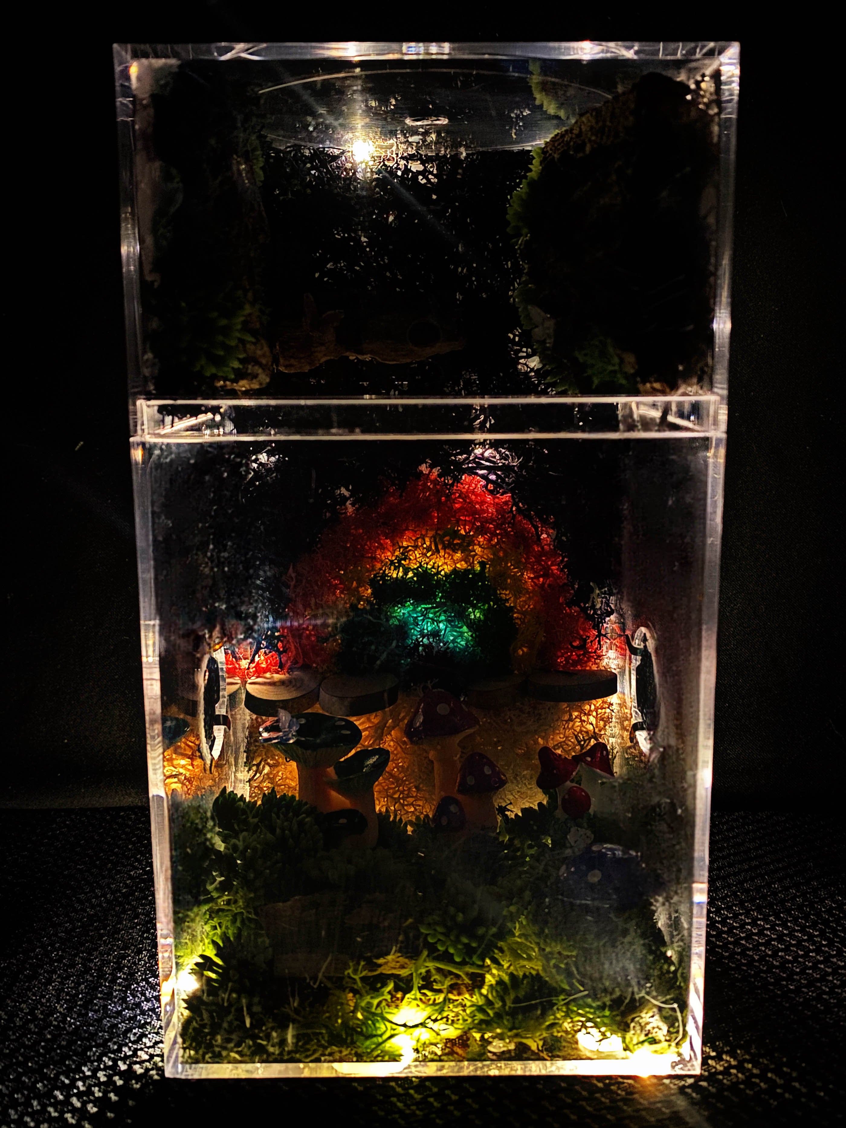 Rainbow Jumping Spider Enclosure For Sale, Fairy Lights