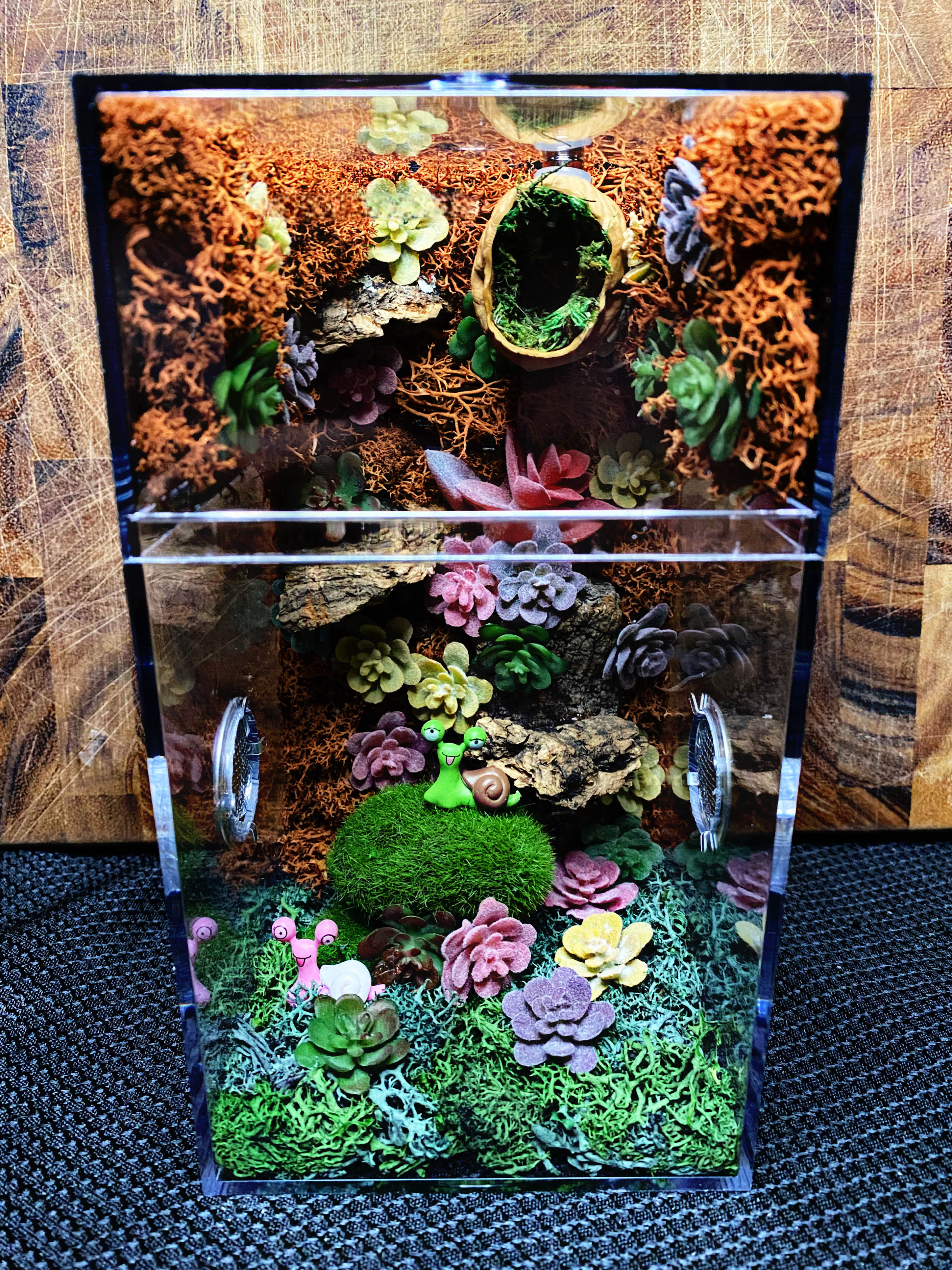 Custom Jumping Spider Enclosures For Sale
