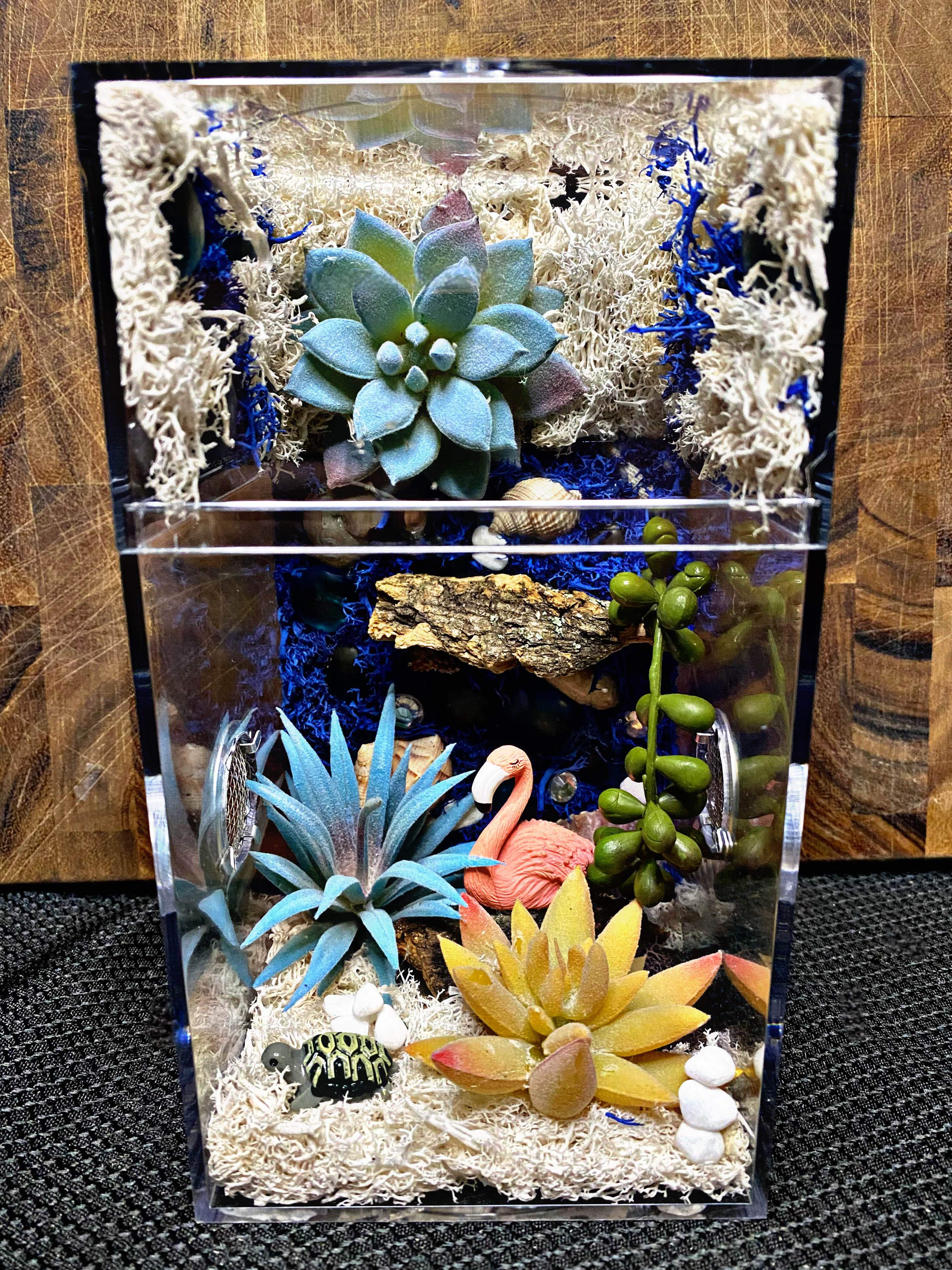 ~Fairy Lights~ Custom Jumping Spider Enclosure