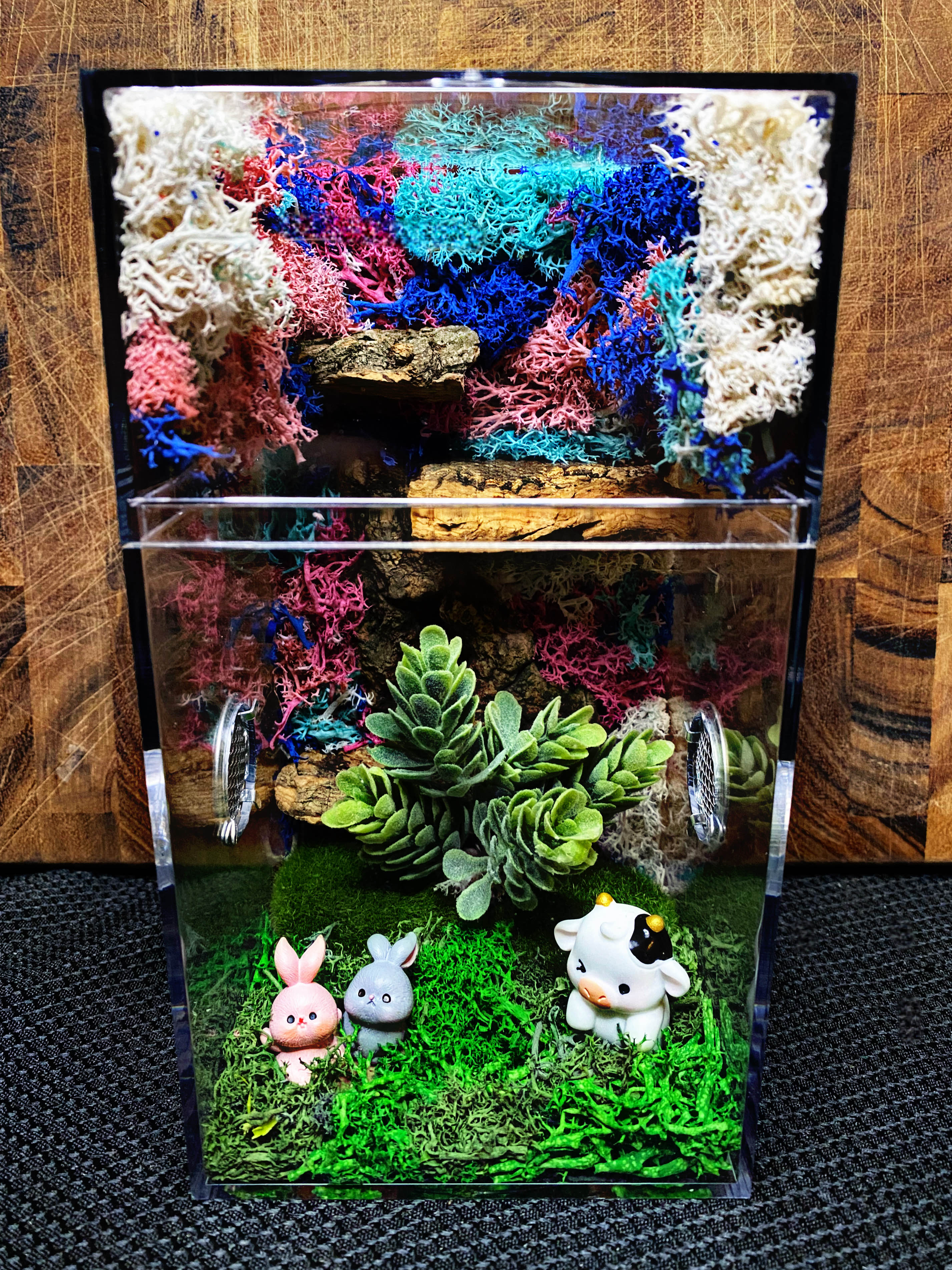 Custom Jumping Spider Enclosure For Sale